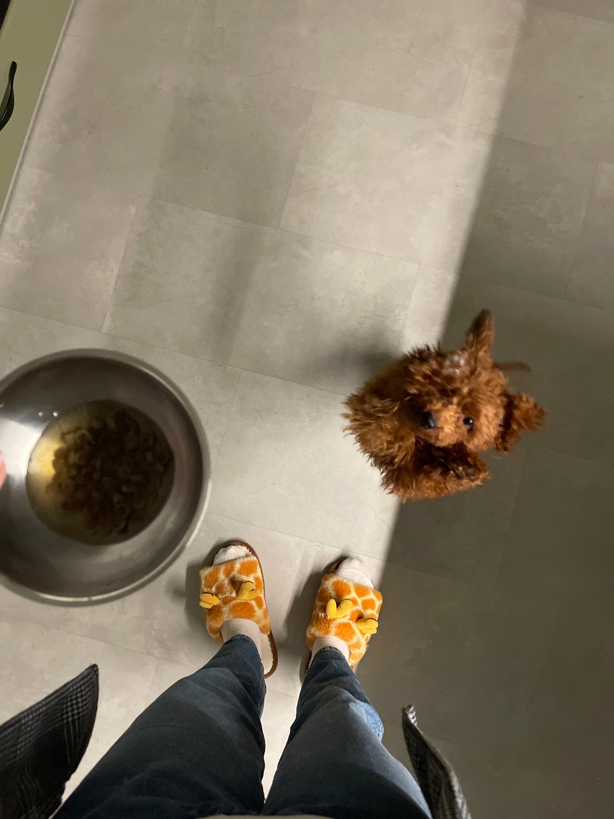 Early morning dog feeding captured in Sofia apartment