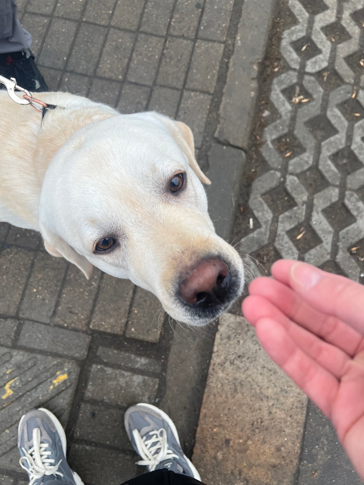 Dog walker, parked cars, selfie captured in Mytishchi street scene