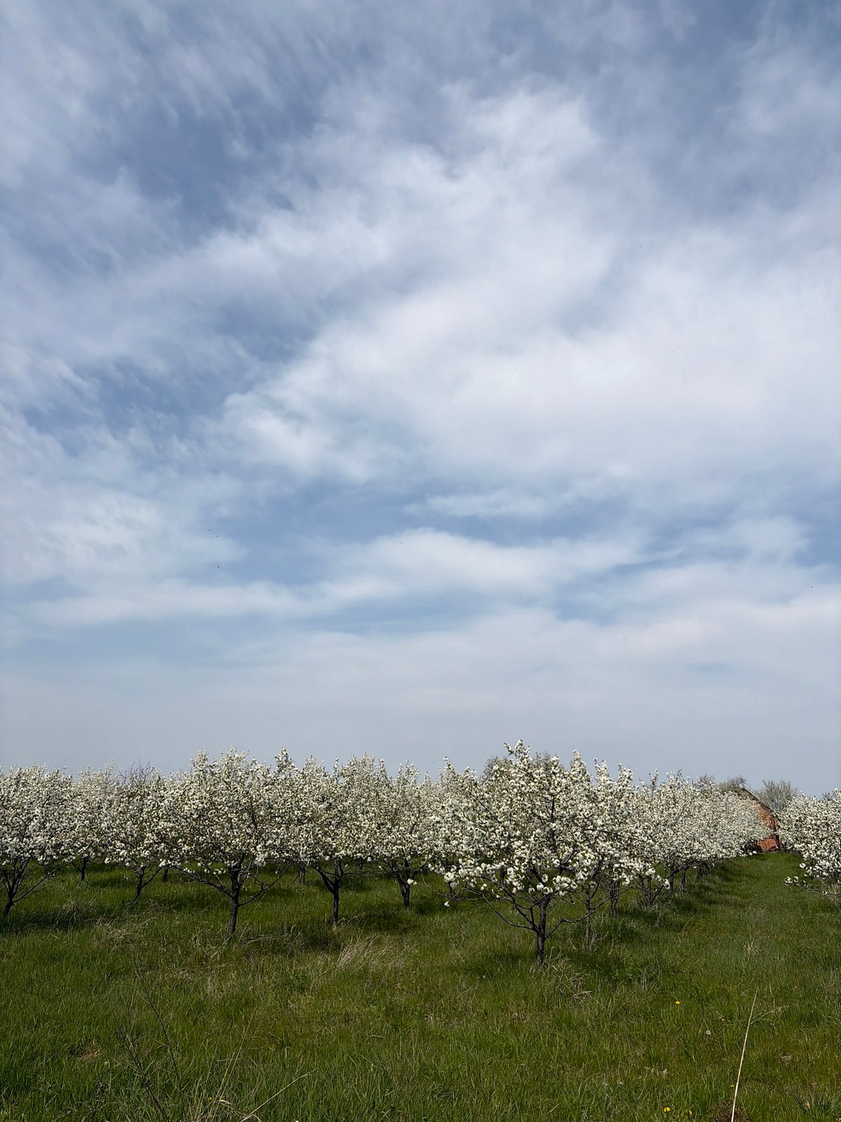 Spring blooms and Easter observed in Serbian countryside