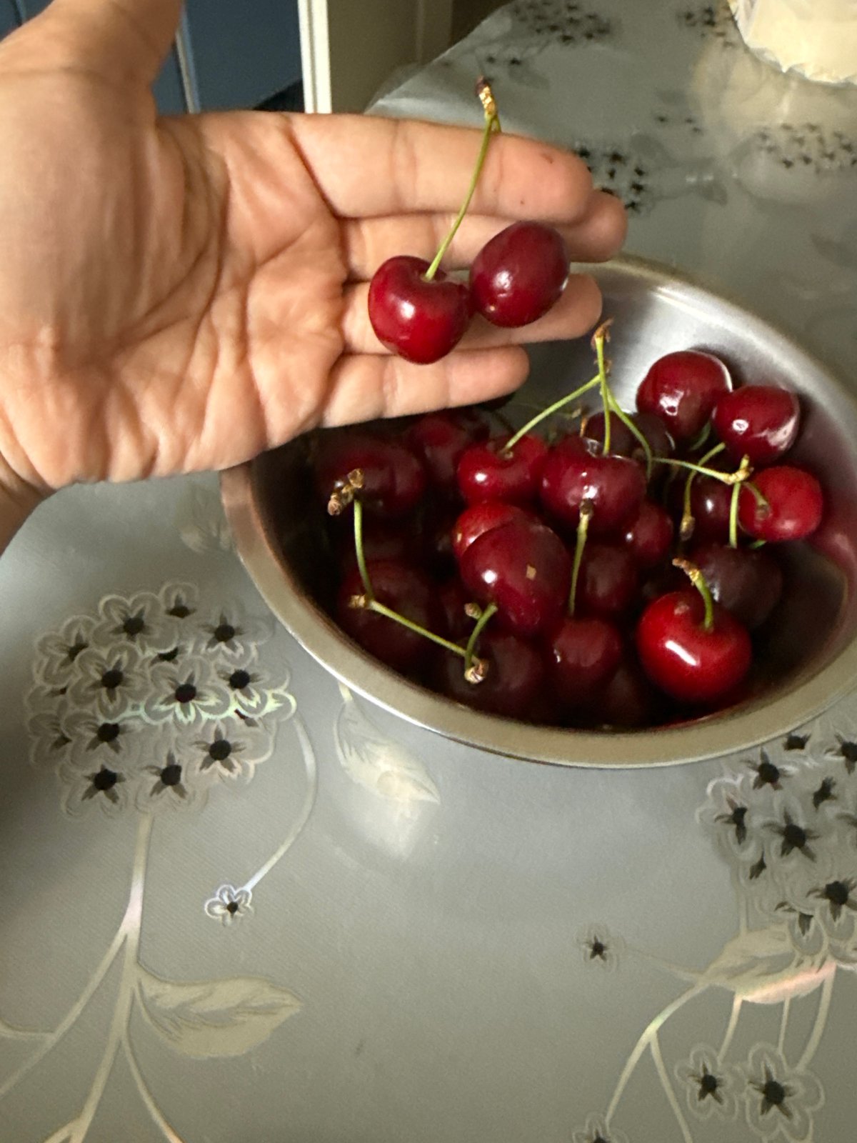 Person handles fresh cherries at table in Idstein