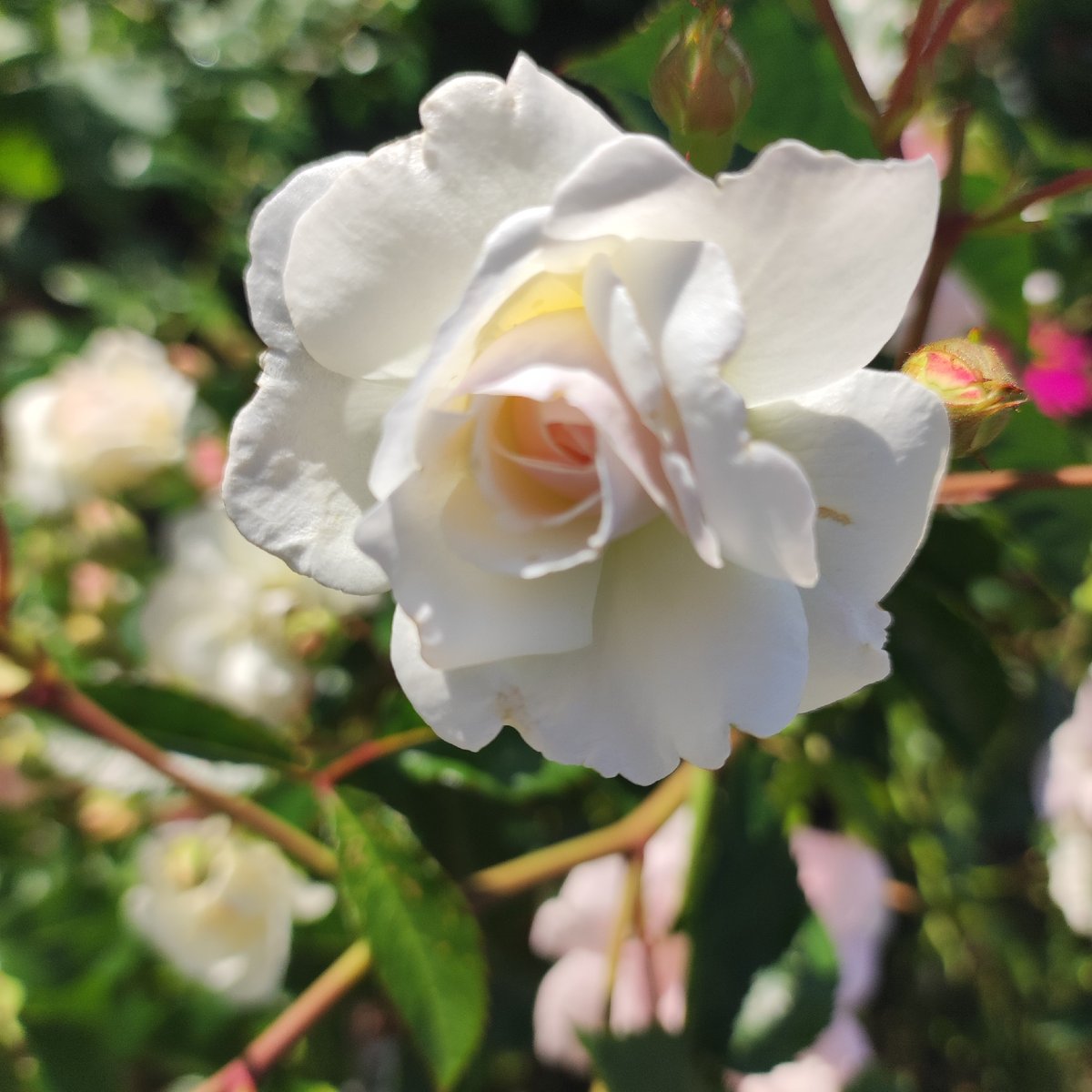 Close-up garden flower photography from Navoloki, Russia