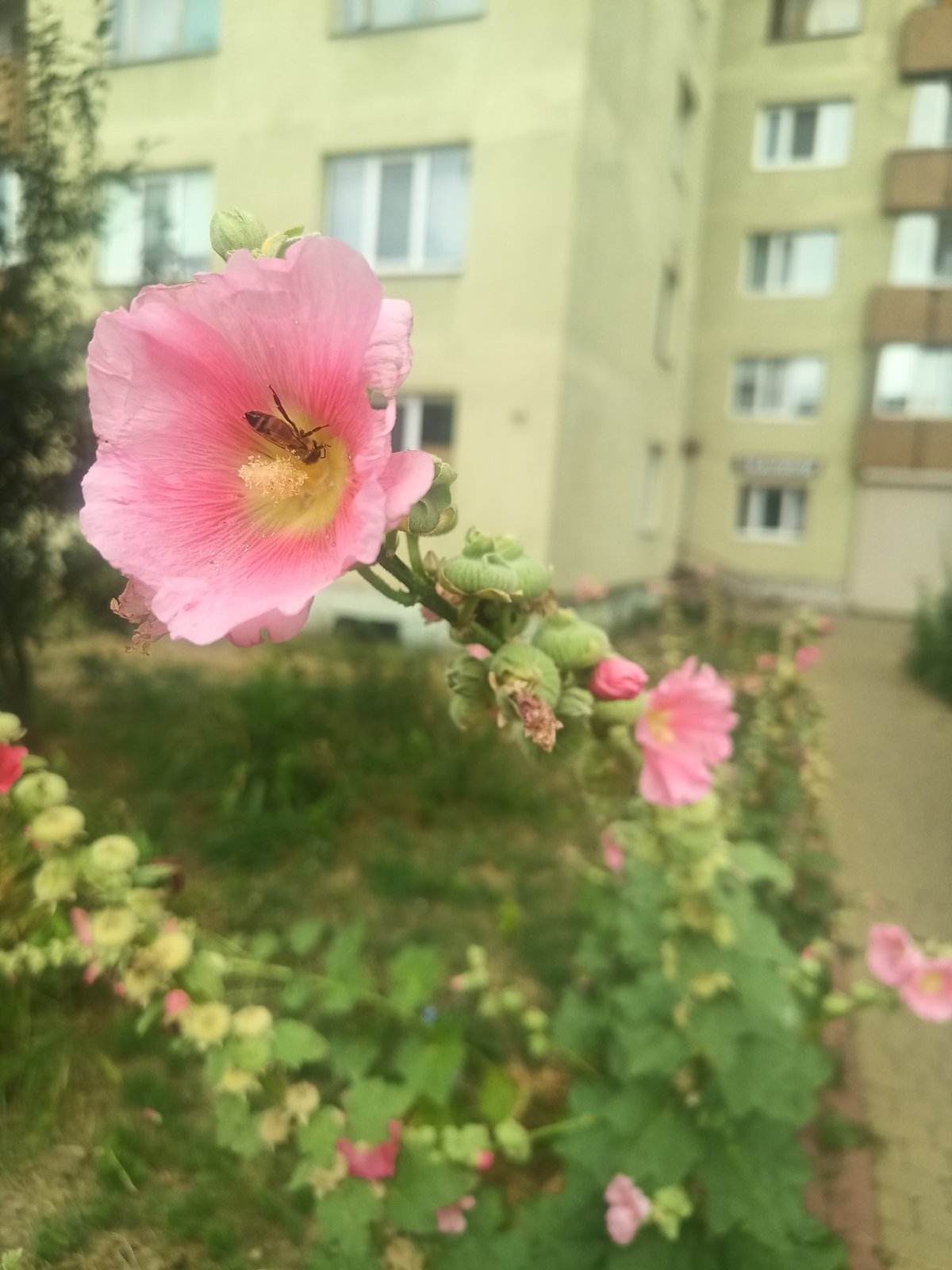 Summer blooms and bees in an Uzhhorod garden