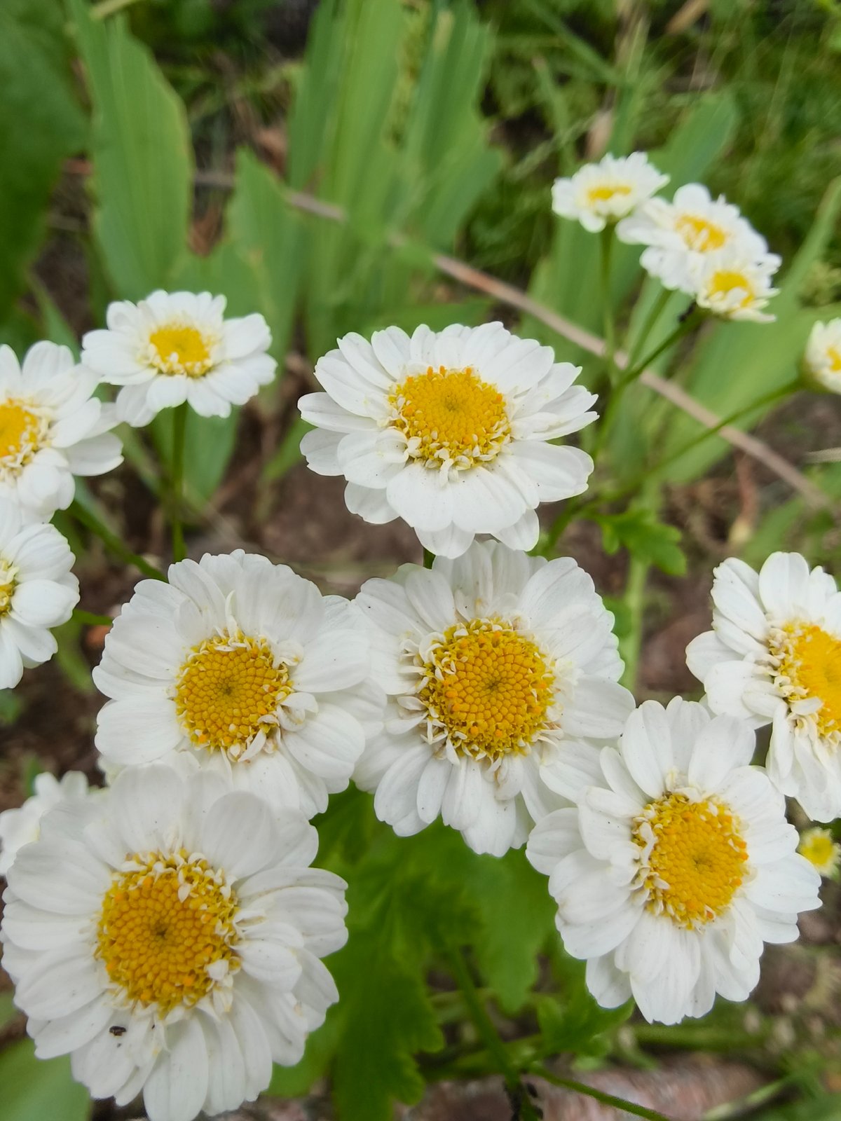 Garden walk through blooming Kryvyi Rih neighborhoods
