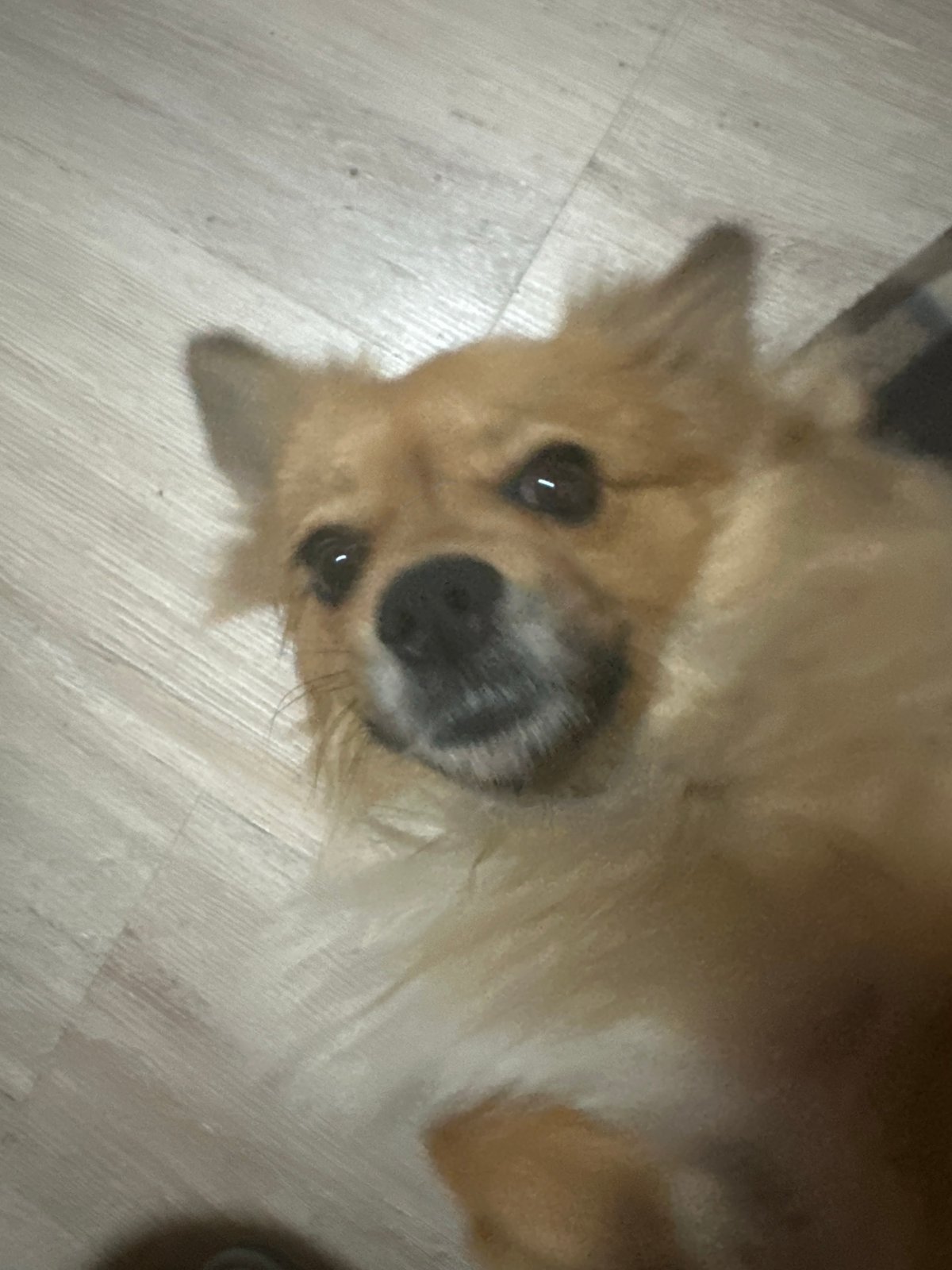 Dog rests peacefully on floor in Plovdiv apartment