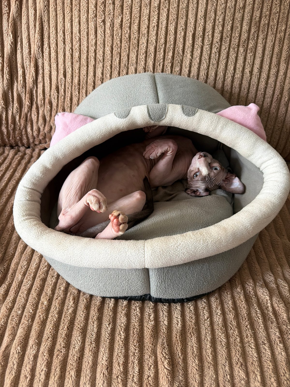 Sphynx cat relaxing around an Odesa apartment