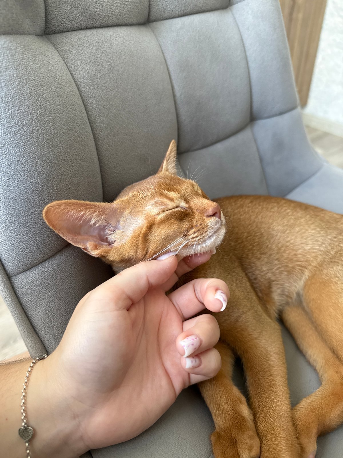 Cat napping on a chair, fridge check in Stary Oskol