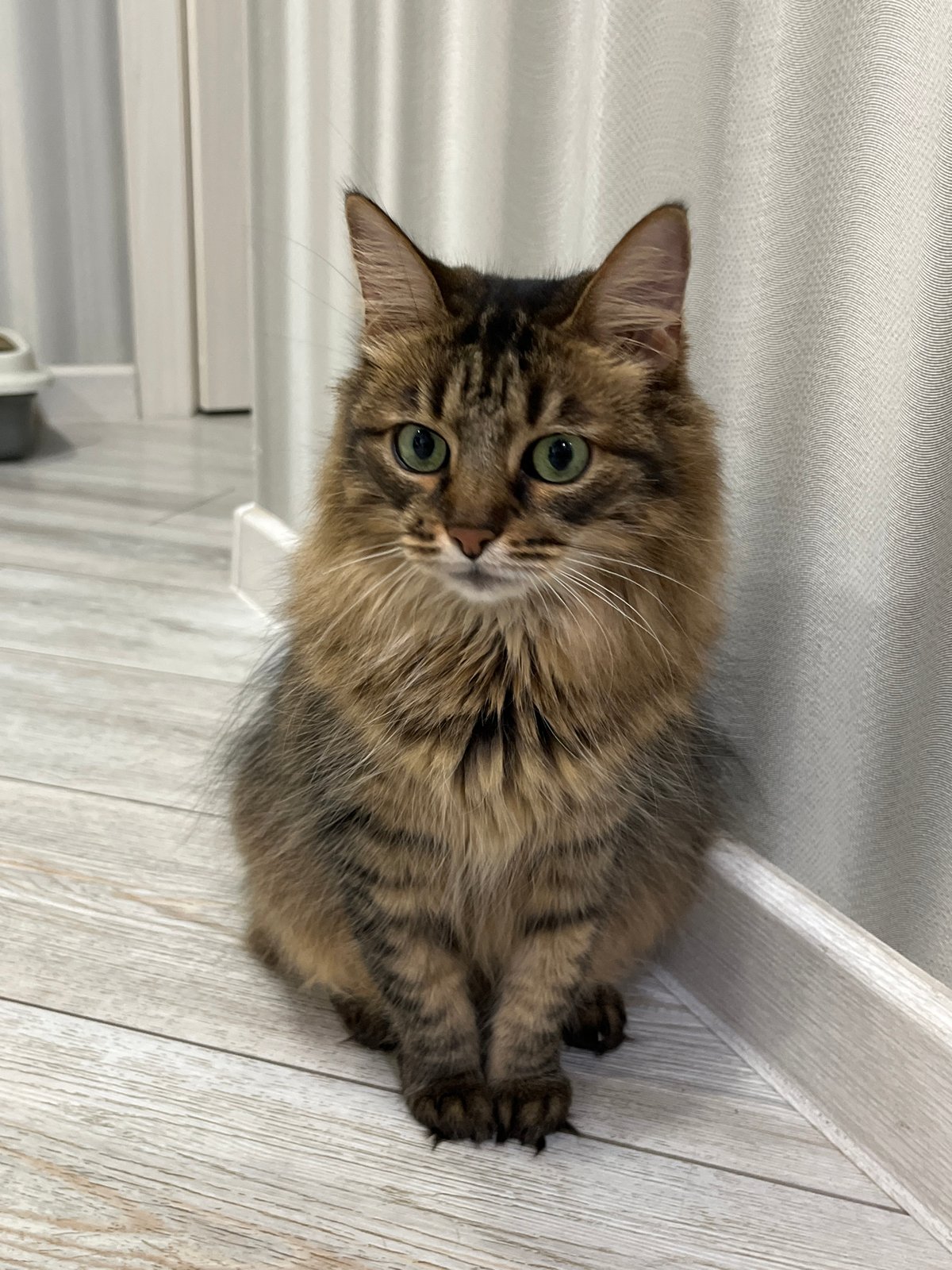 Fluffy green-eyed tabby cat at home in Babruysk