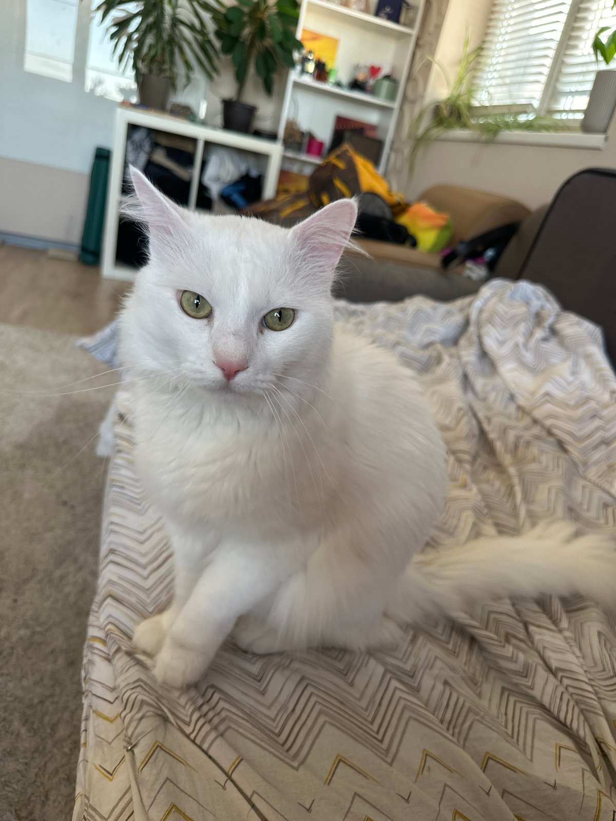 White cat rests on blanket in Sofia home