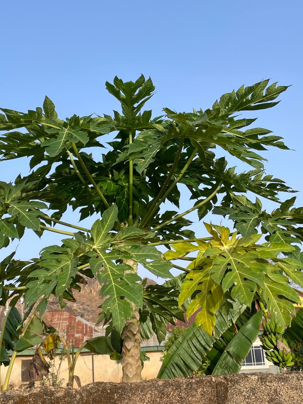 Fruit trees spotted in Jos residential area
