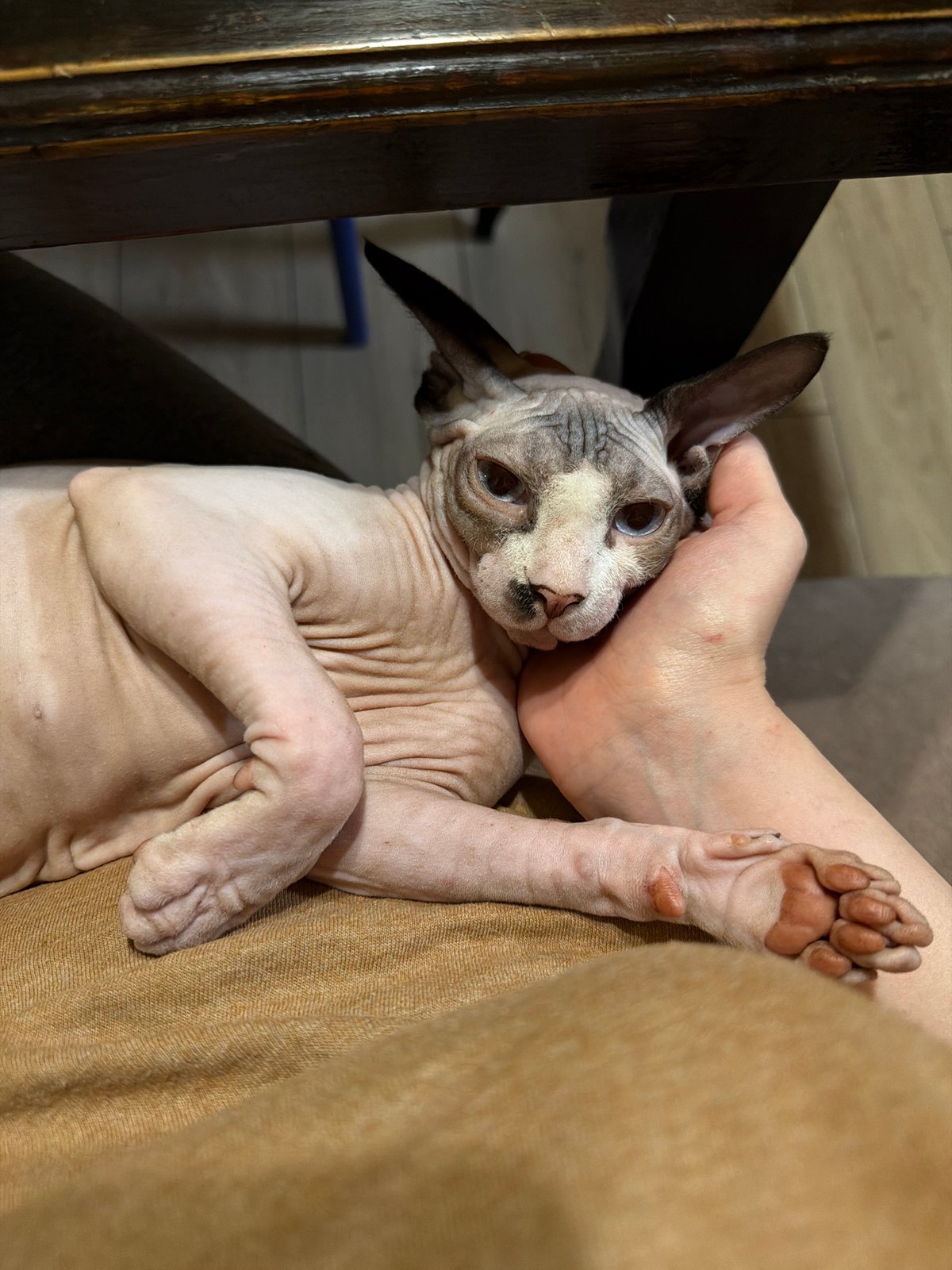 Evening cat companions rest in gentle human care