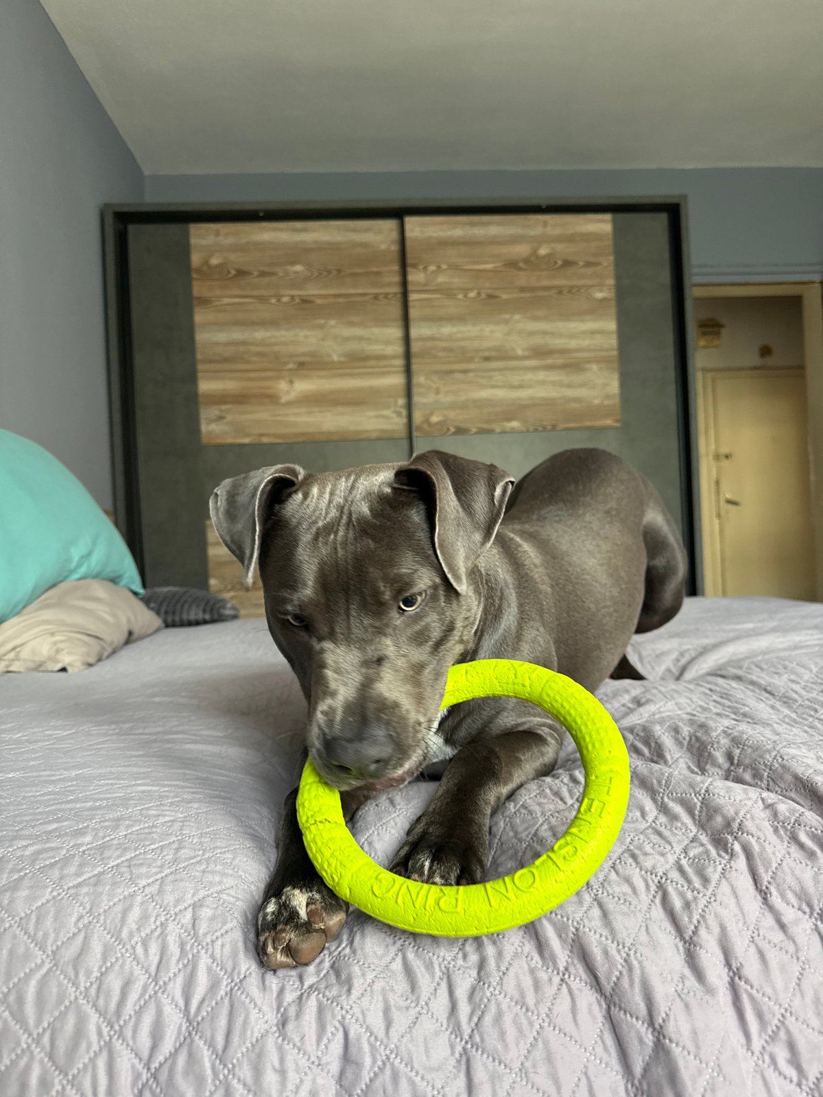 Pit Bull Photographed Playing on Bed in Varna