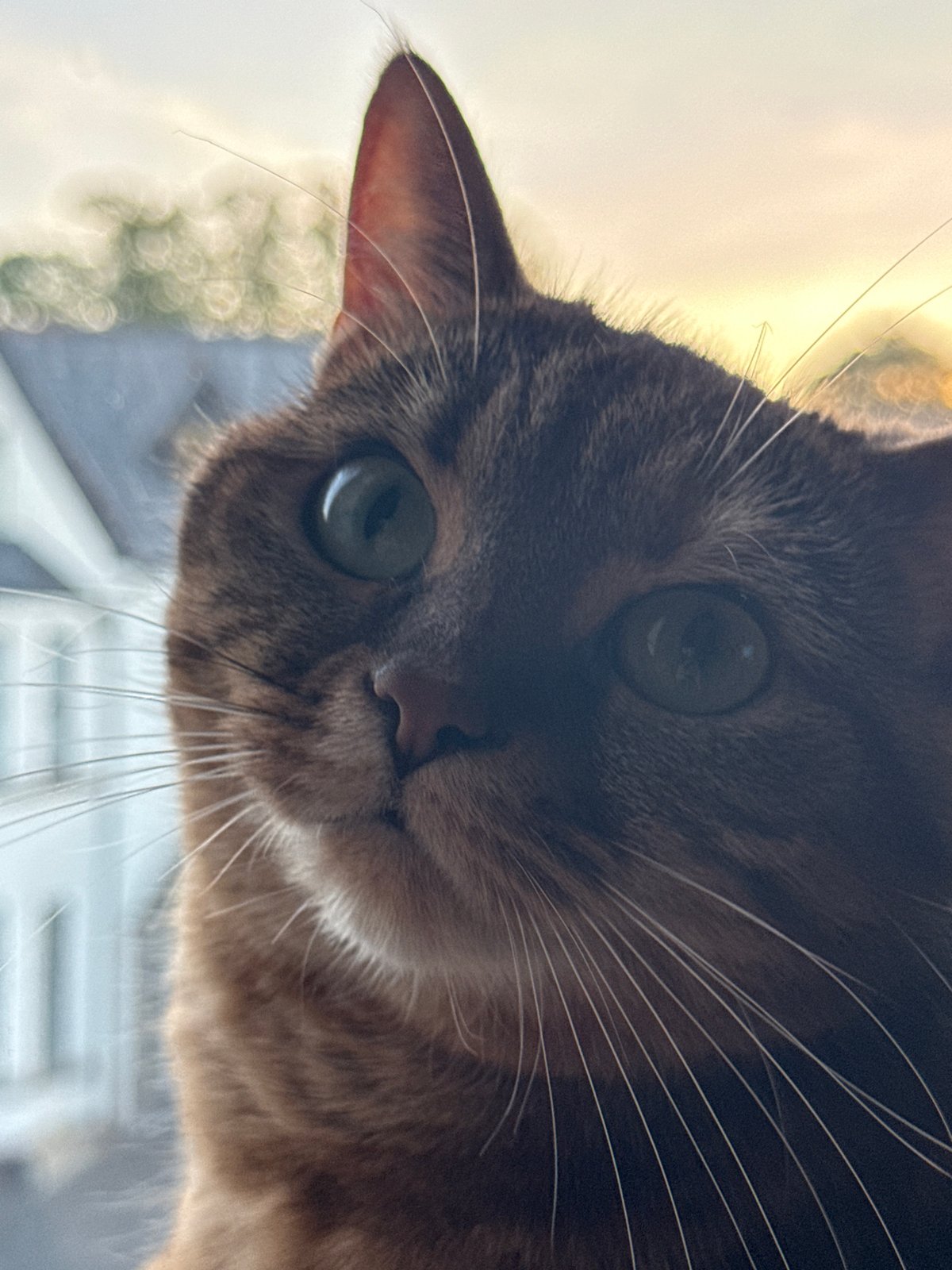 Tabby cat spends evening observing neighborhood from windowsill