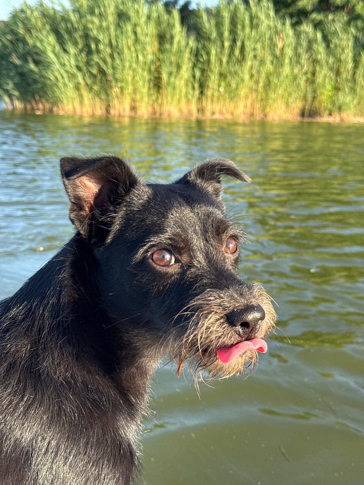 Scruffy black terrier-mix up close in Novotitarovskaya