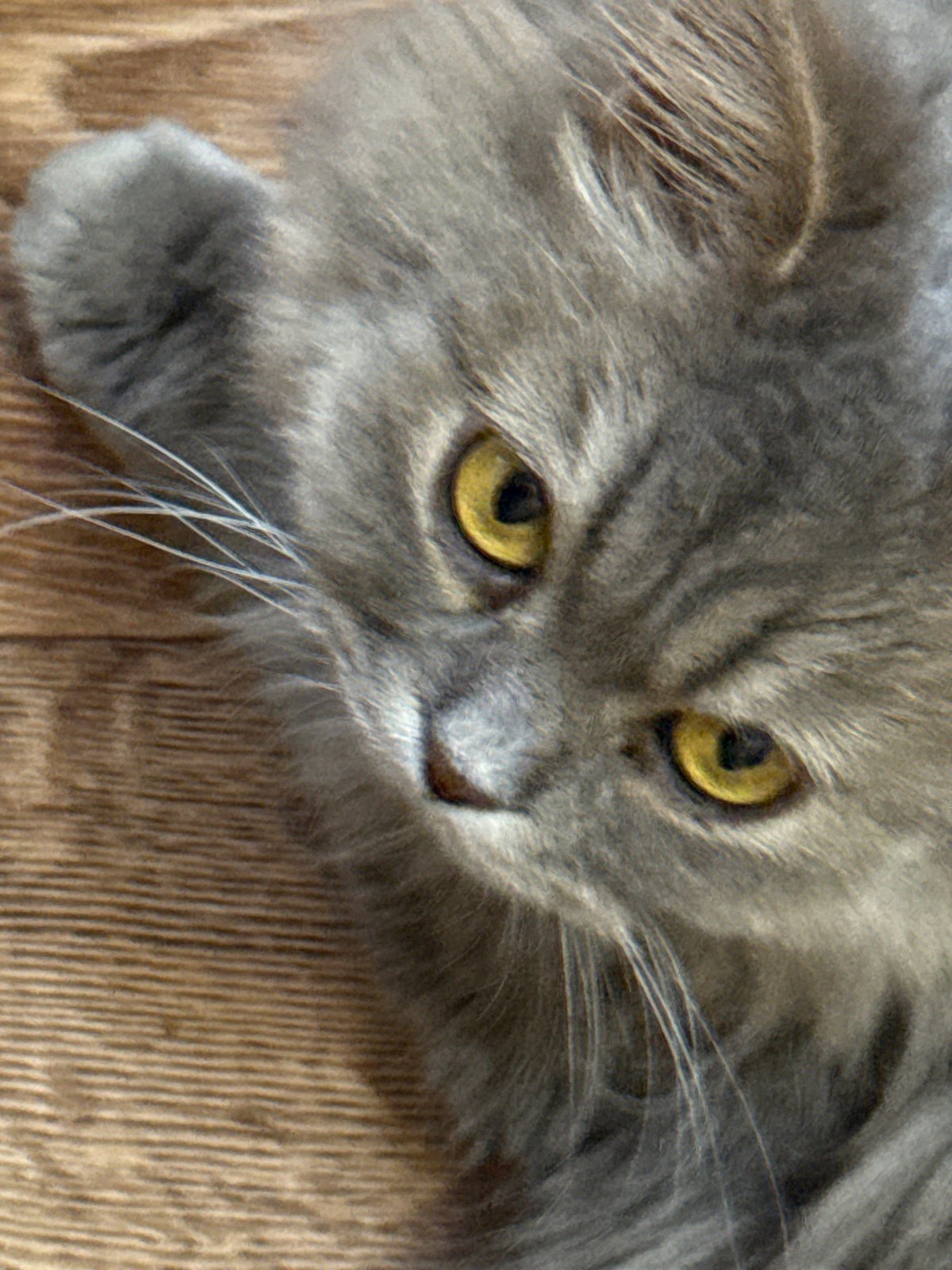 Lazy afternoon with a gray cat in a Ukrainian home