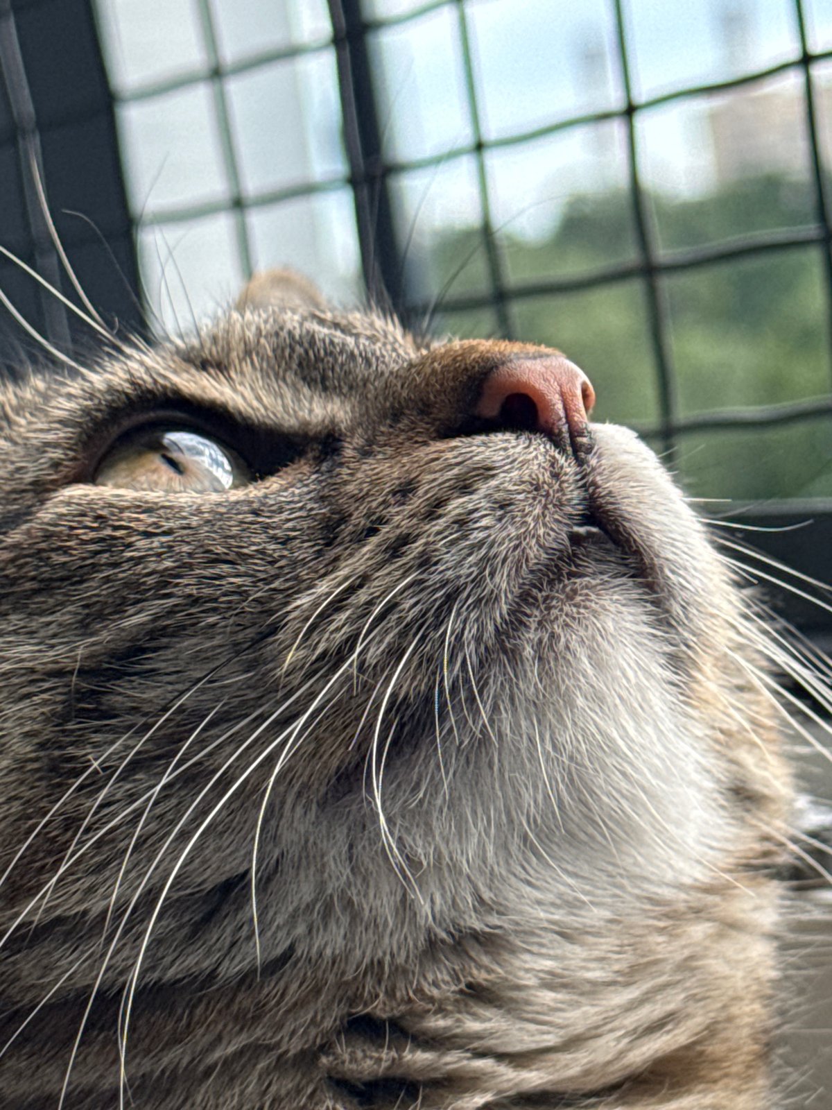 Tabby cat window watching and interactions in Saint Petersburg
