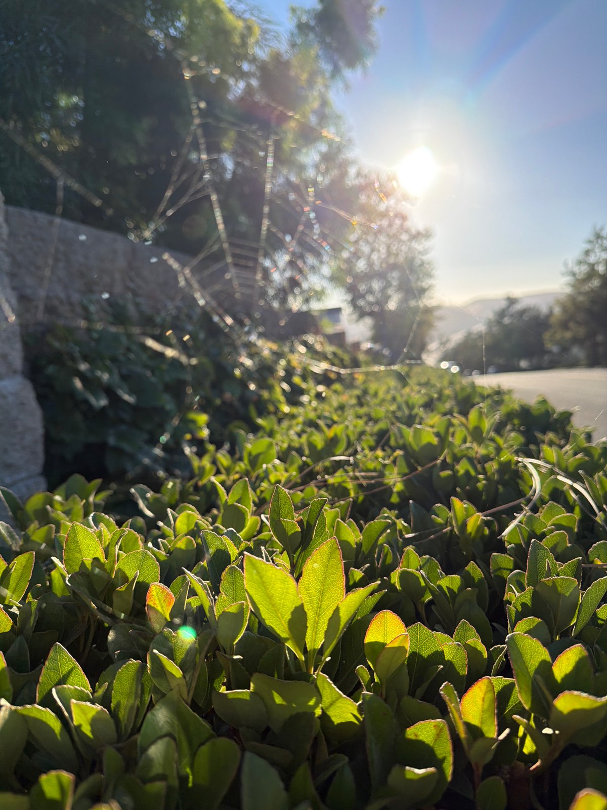 Backyard nature details at golden hour in Aliso Viejo