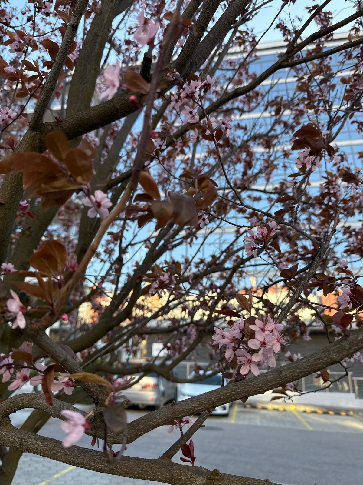 Spring afternoon moments captured across Sofia neighborhoods