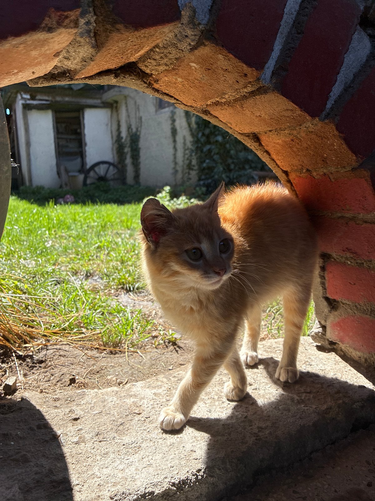 Ginger kitten photographed in brick archway in Kostandovo, Bulgaria