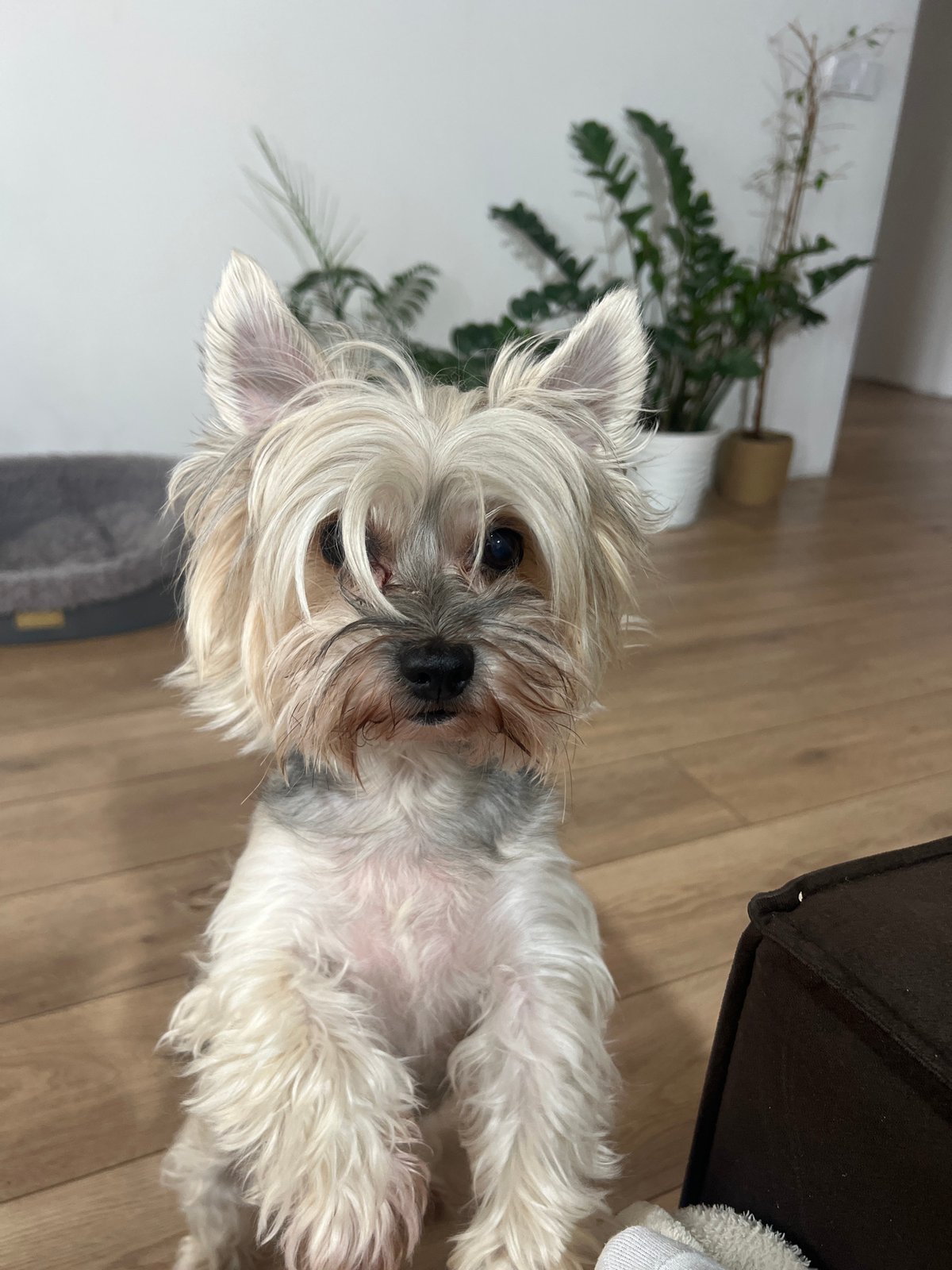 Yorkshire Terrier and hairless kitten spotted together in Chemoshur home