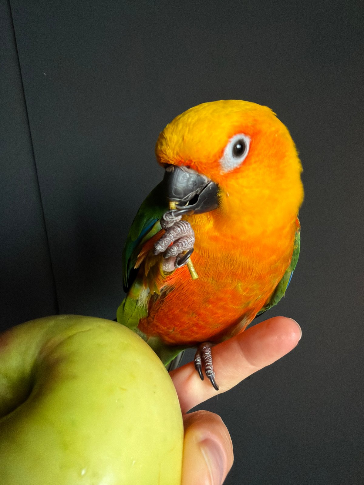 Sun Conure parrot, peonies, and Khimki architecture on a summer afternoon