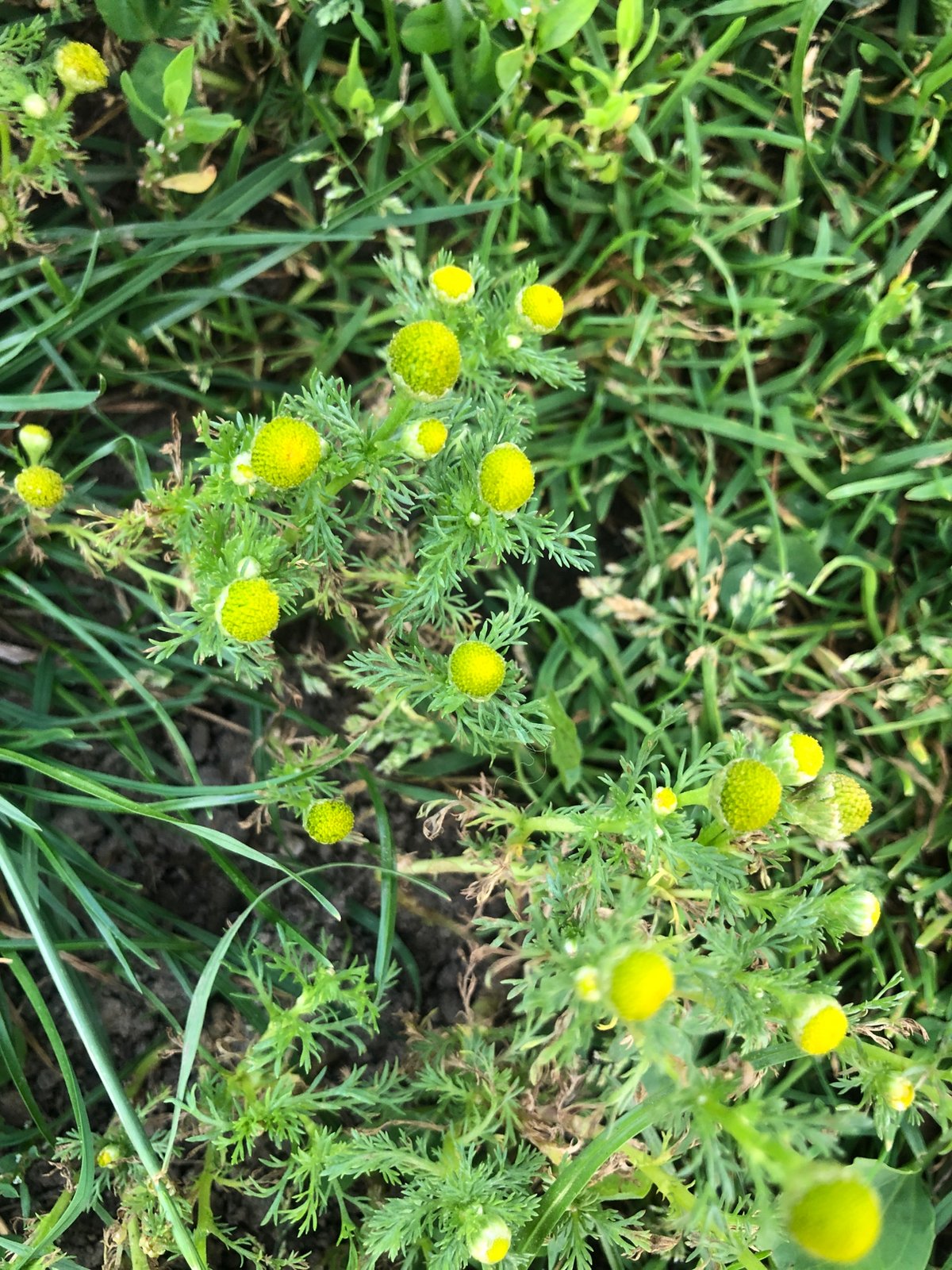 Summer afternoon among wildflowers at a Rusanovo playground