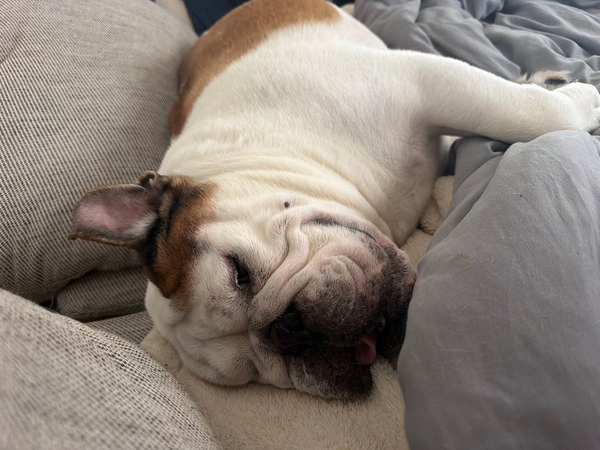 English Bulldog naps hard in Haifa, sunglasses and all