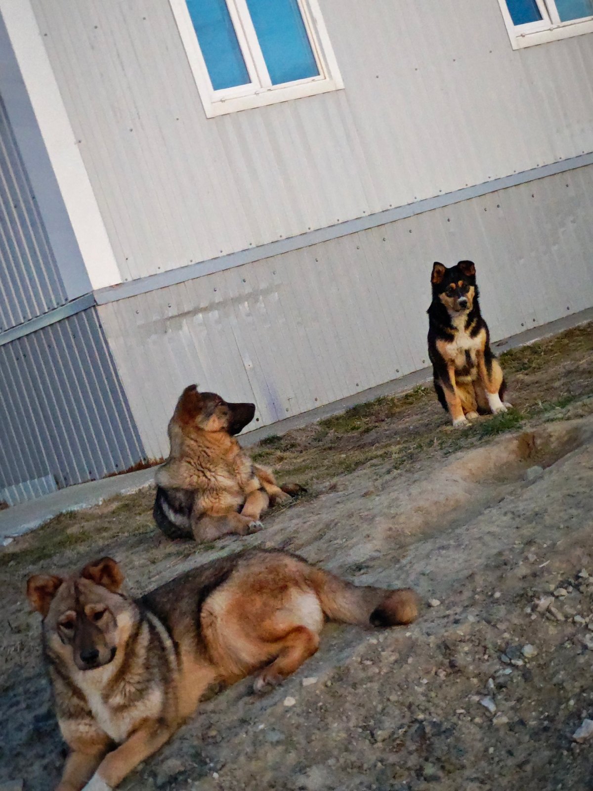 Three dogs spotted resting near building in Russian city