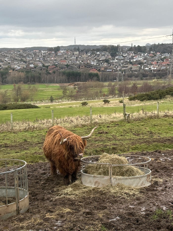 Highland cow spotted grazing in muddy Edinburgh countryside