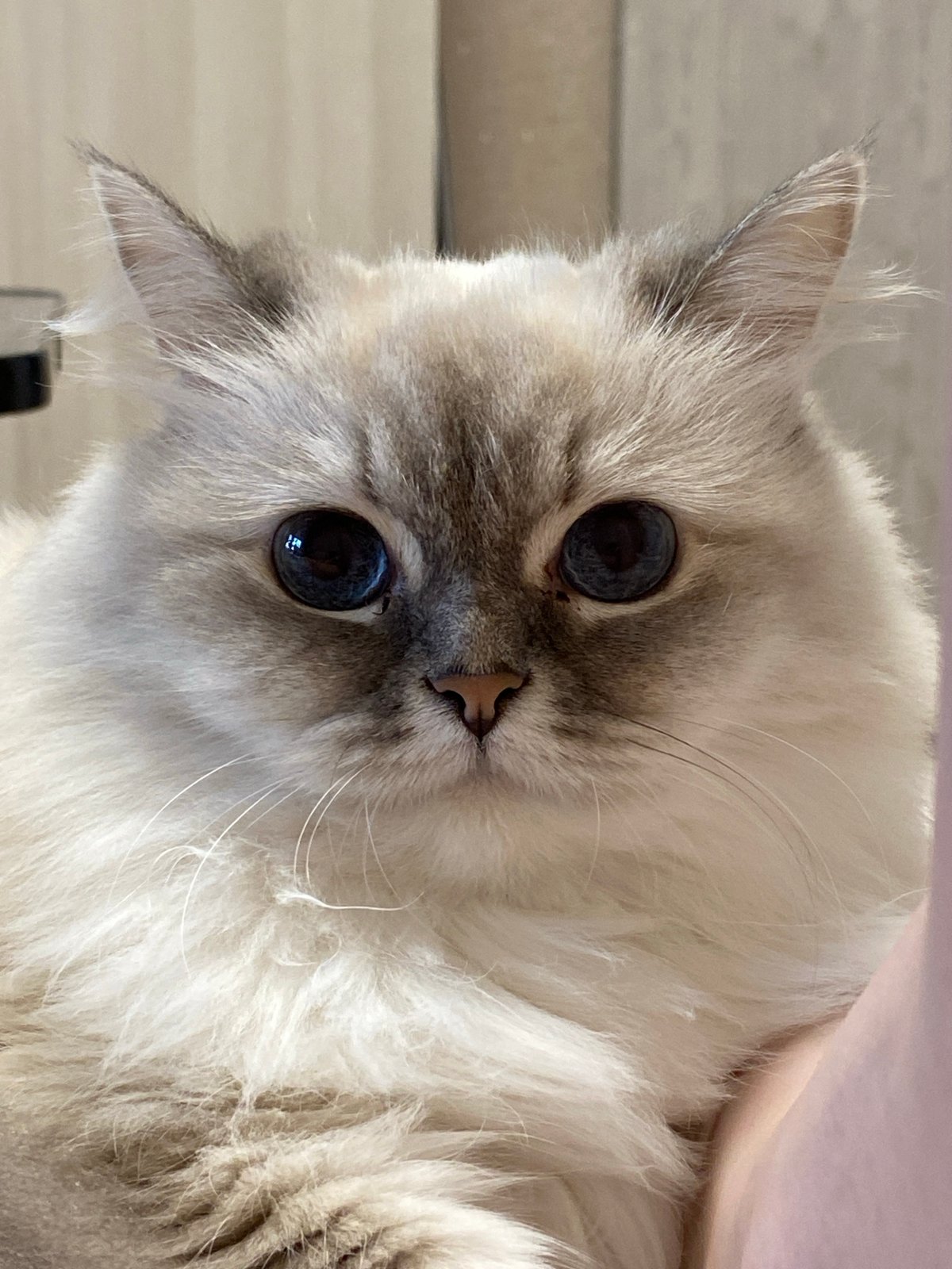 Afternoon in Chaikovsky: car selfies and a blue-eyed Ragdoll cat