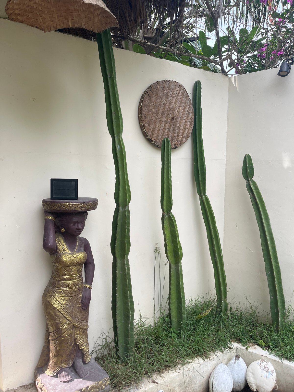 Decorative cacti spotted growing along white wall in Indonesia