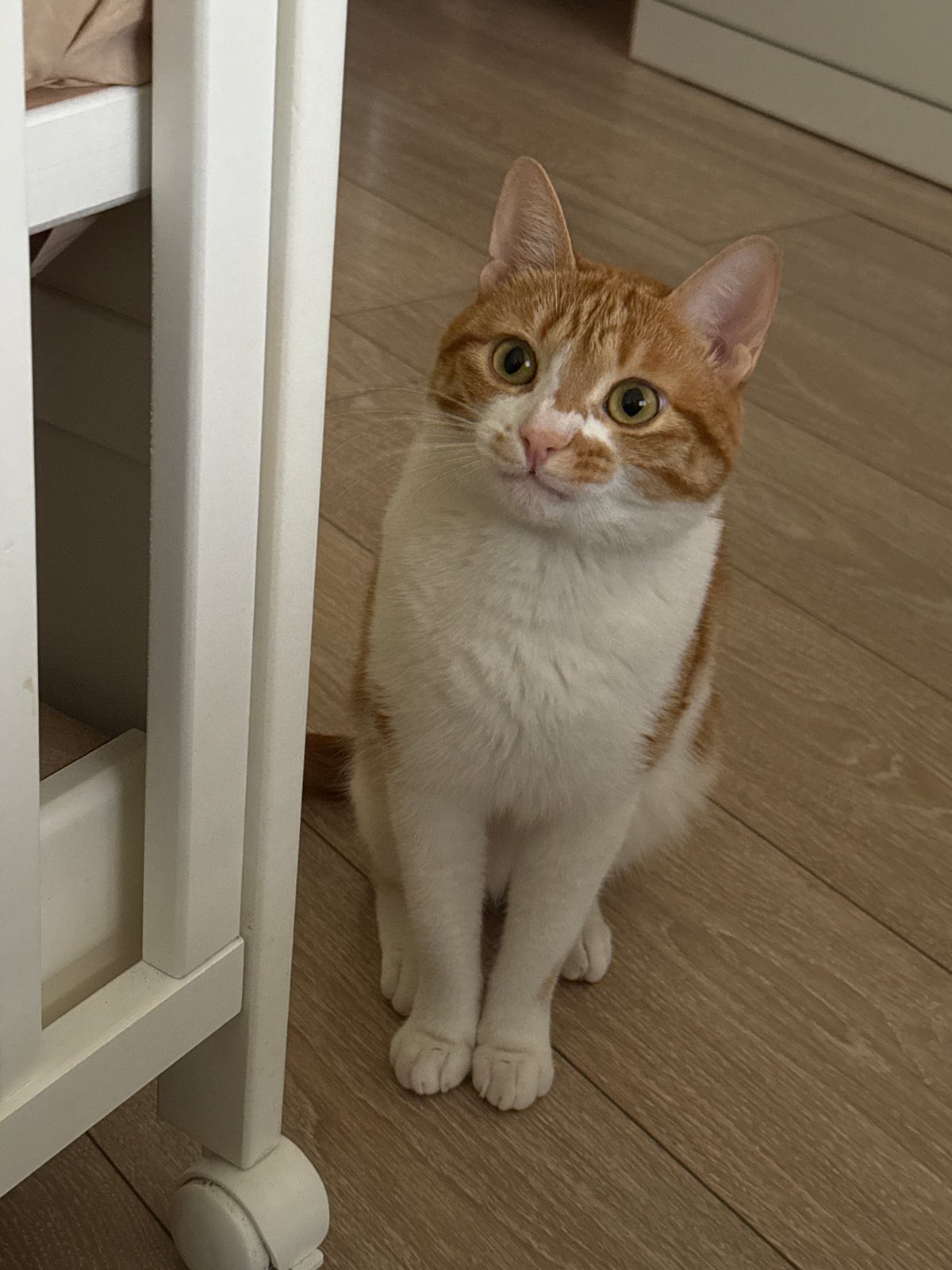 Ginger cat documented in residential Bar, Montenegro morning