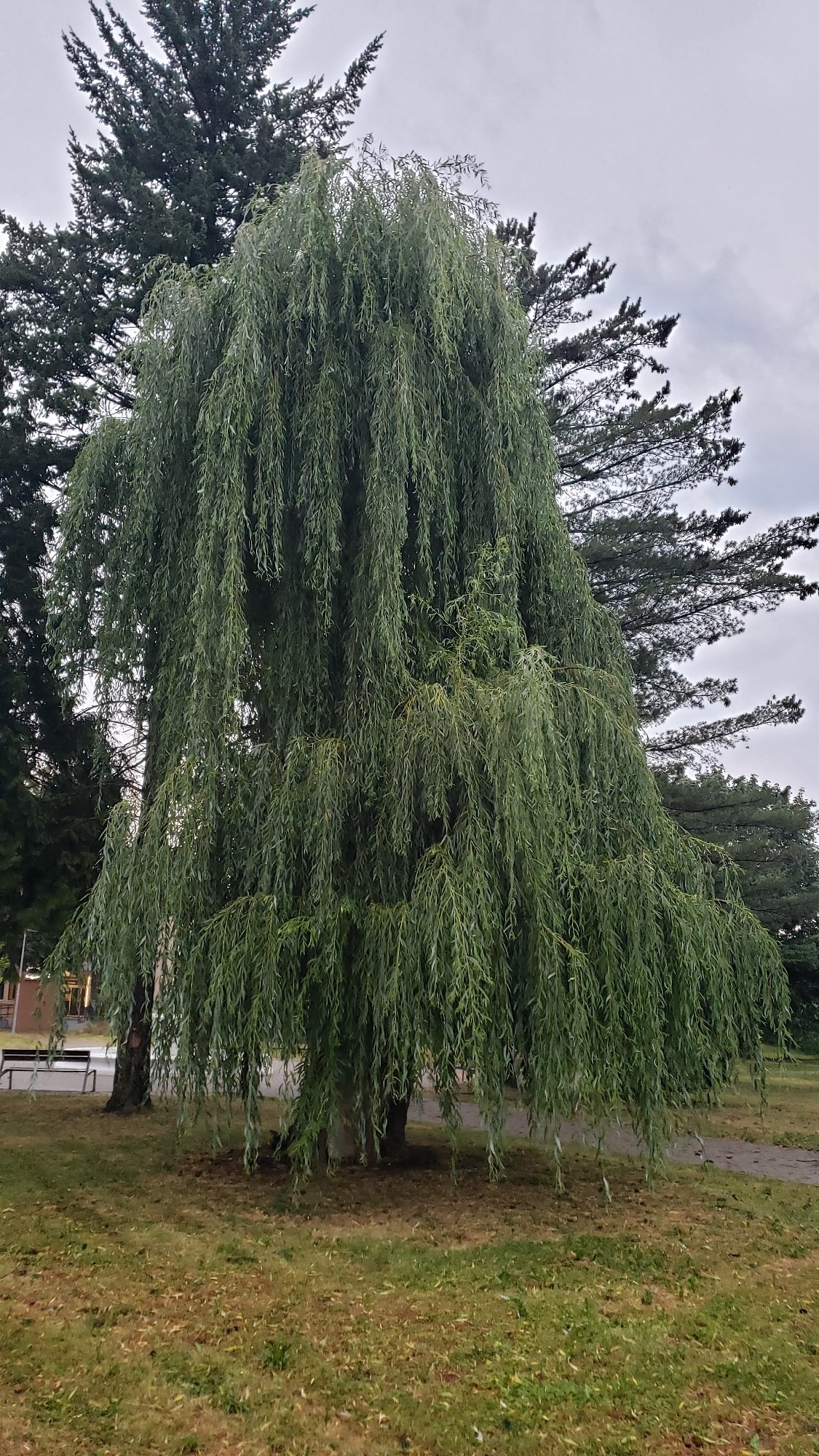 Weeping willow in full summer green, Prešov park