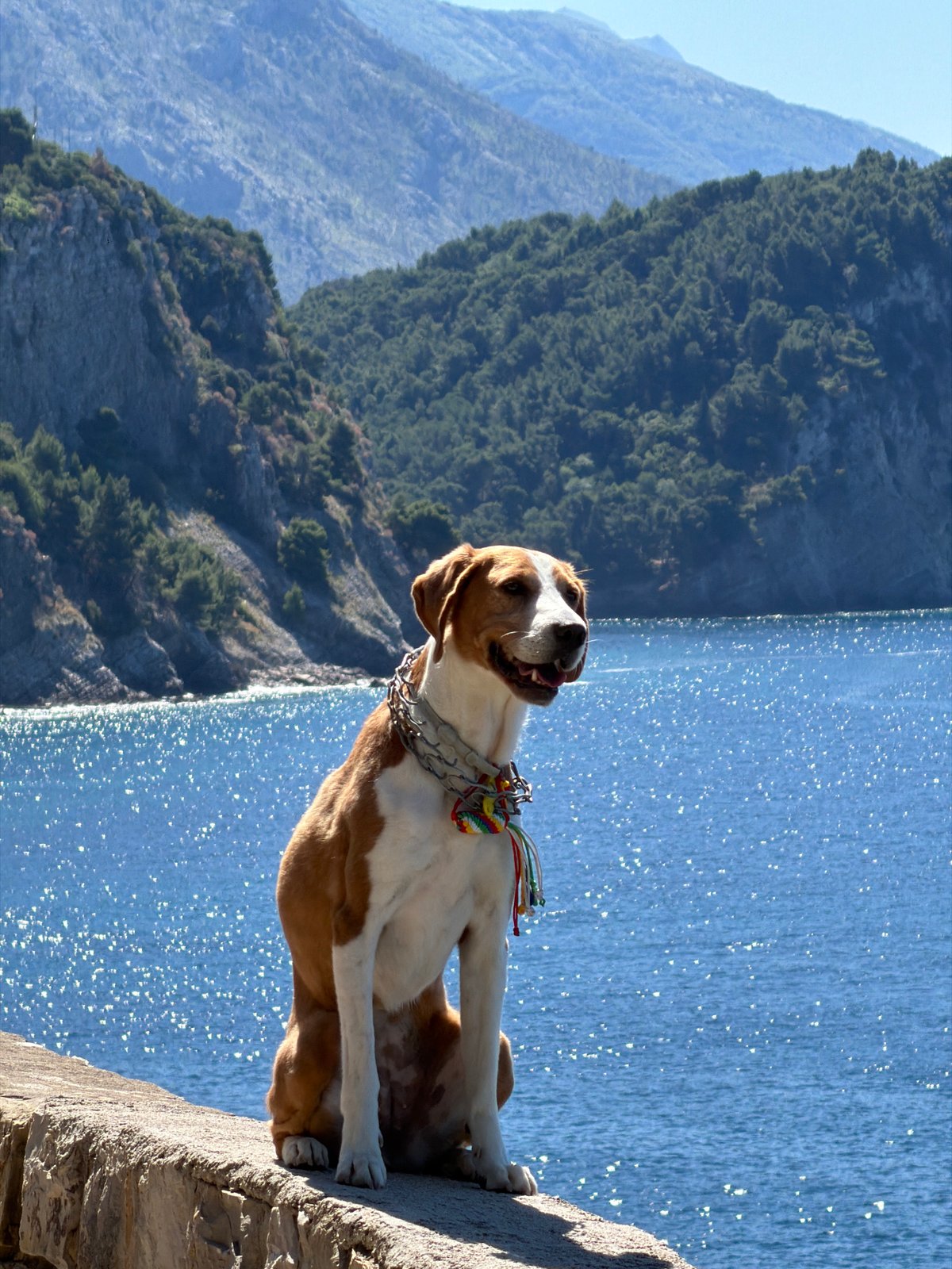 Dog with decorative collar enjoys morning coastal outing in Montenegro