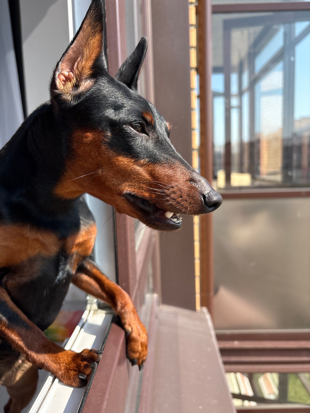 Doberman hanging out a window, taking in the view.