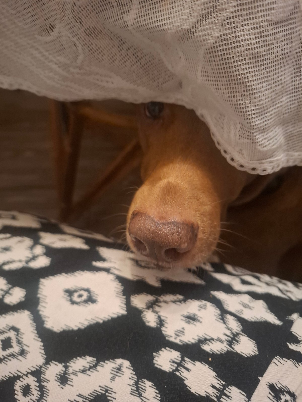 Late-night dog photos captured in Naucalpan home