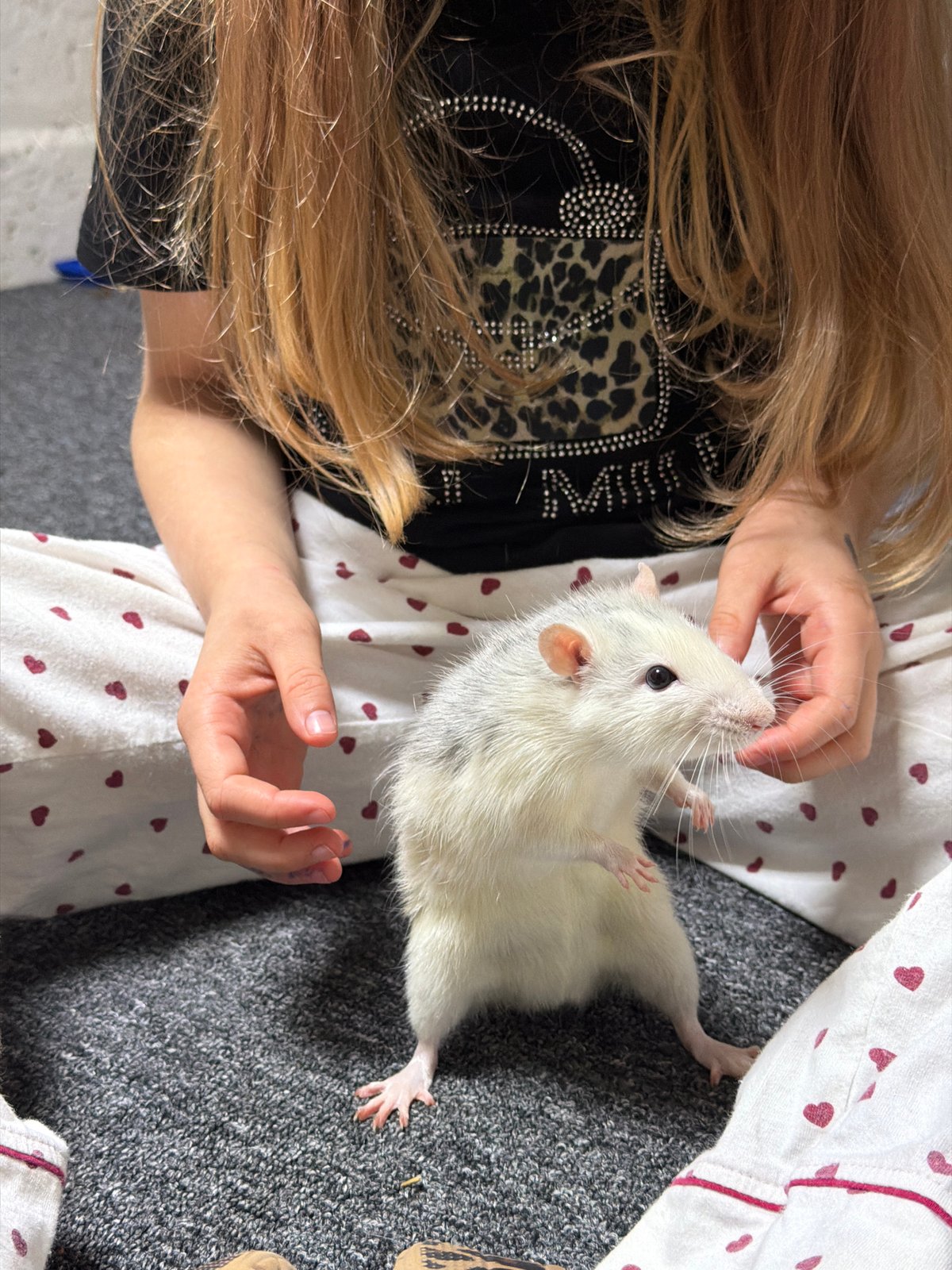 Evening moments captured: pet interactions and nighttime travel