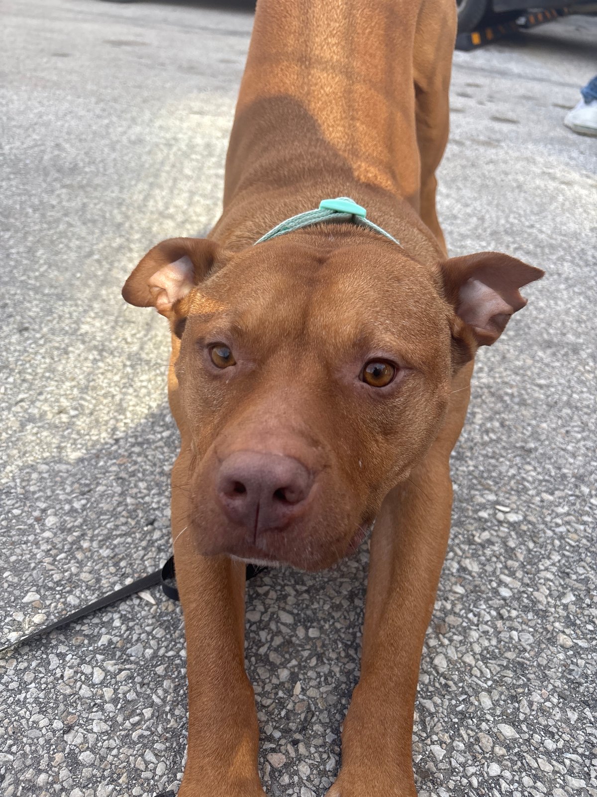 Dog rests on Sofia pavement near auto shop