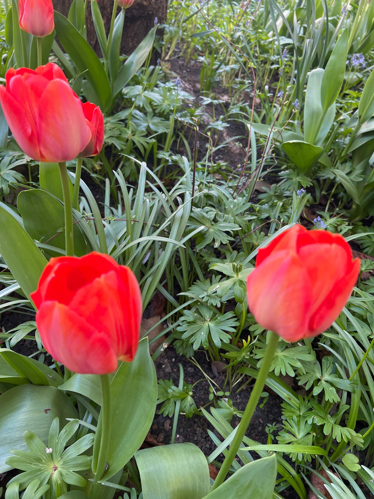 Spring blooms and historic architecture captured in Aalborg