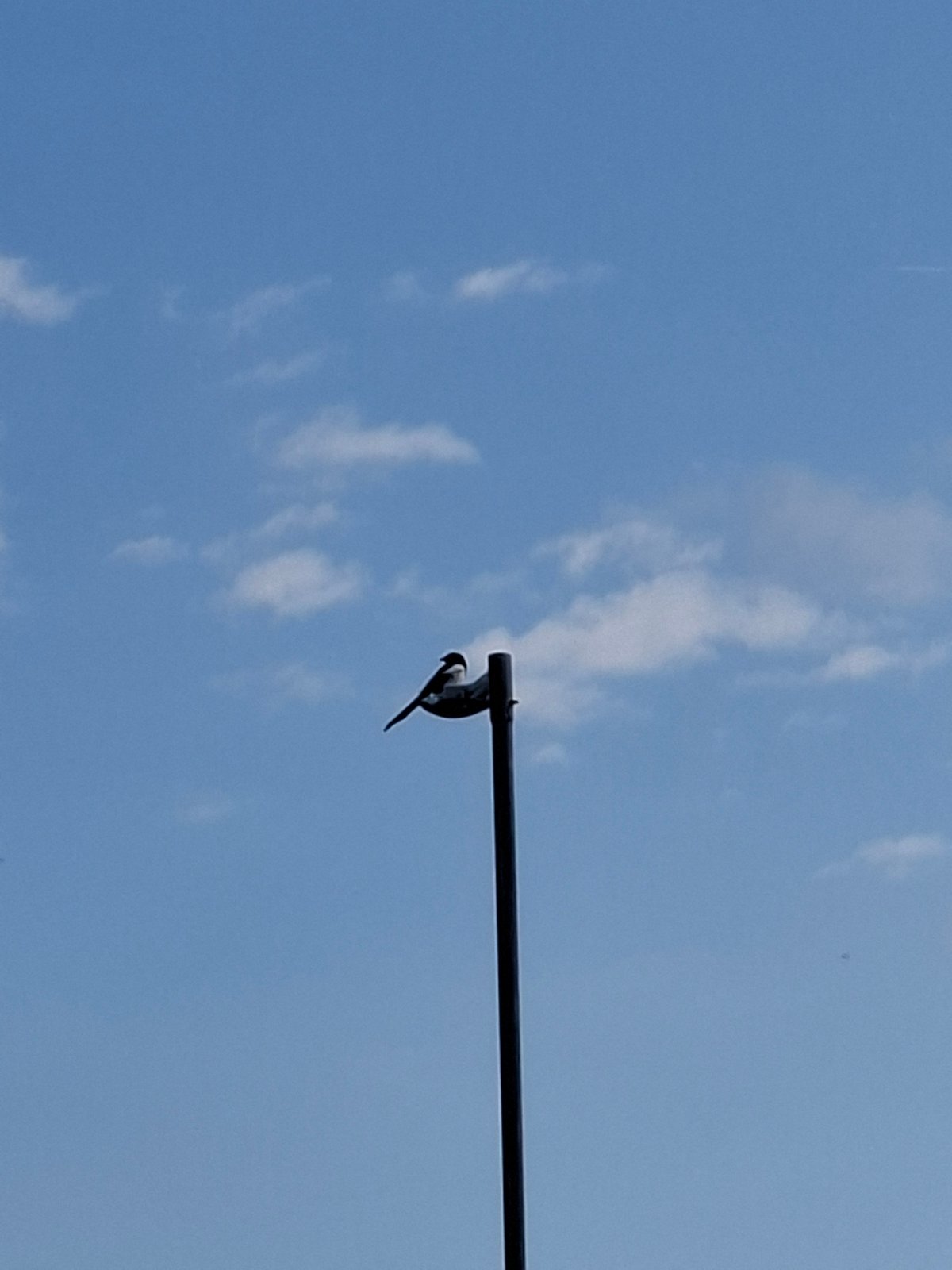 Bird spotted hanging upside down during clear morning hours