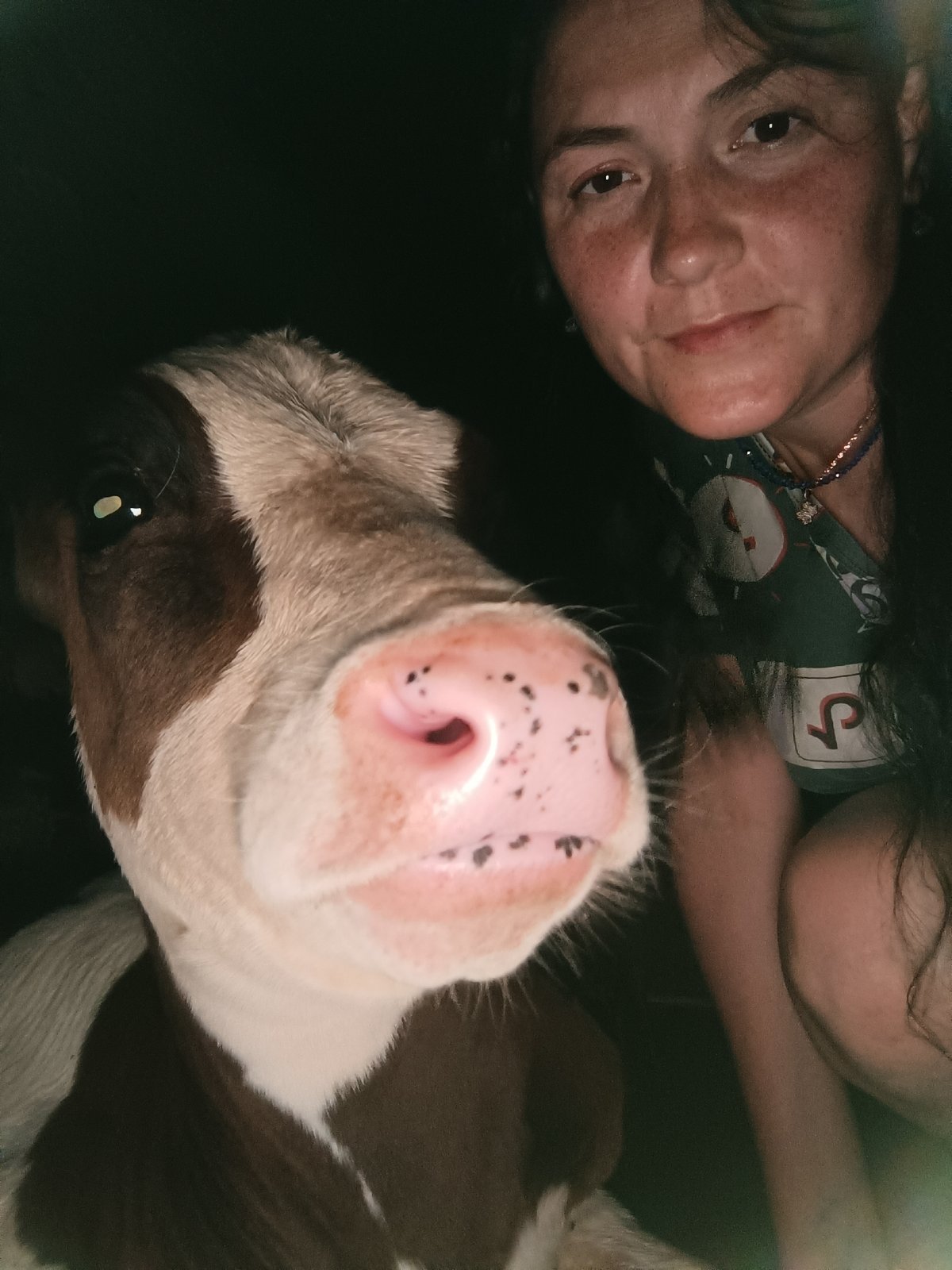 Calves, swallows, and a rustic farm on a summer afternoon