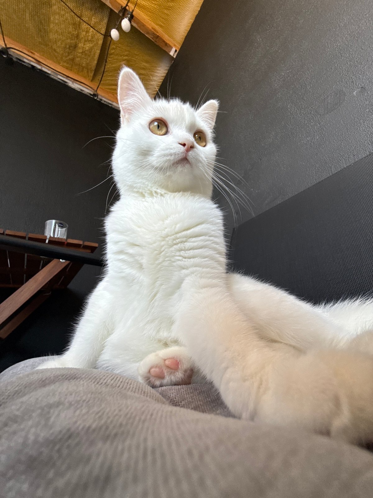White cat going about its morning at home