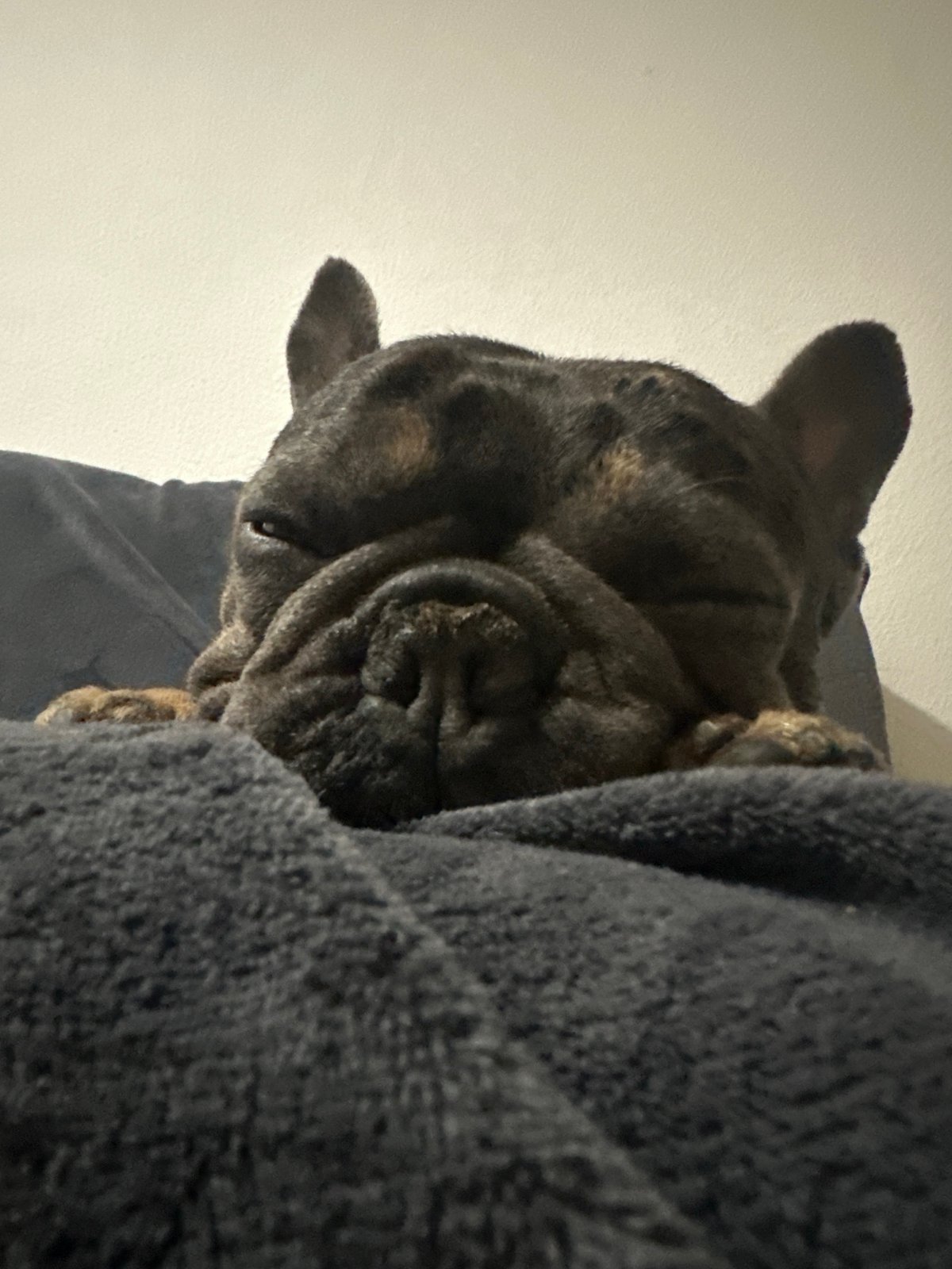French Bulldog naps indoors while moonlight falls over the city