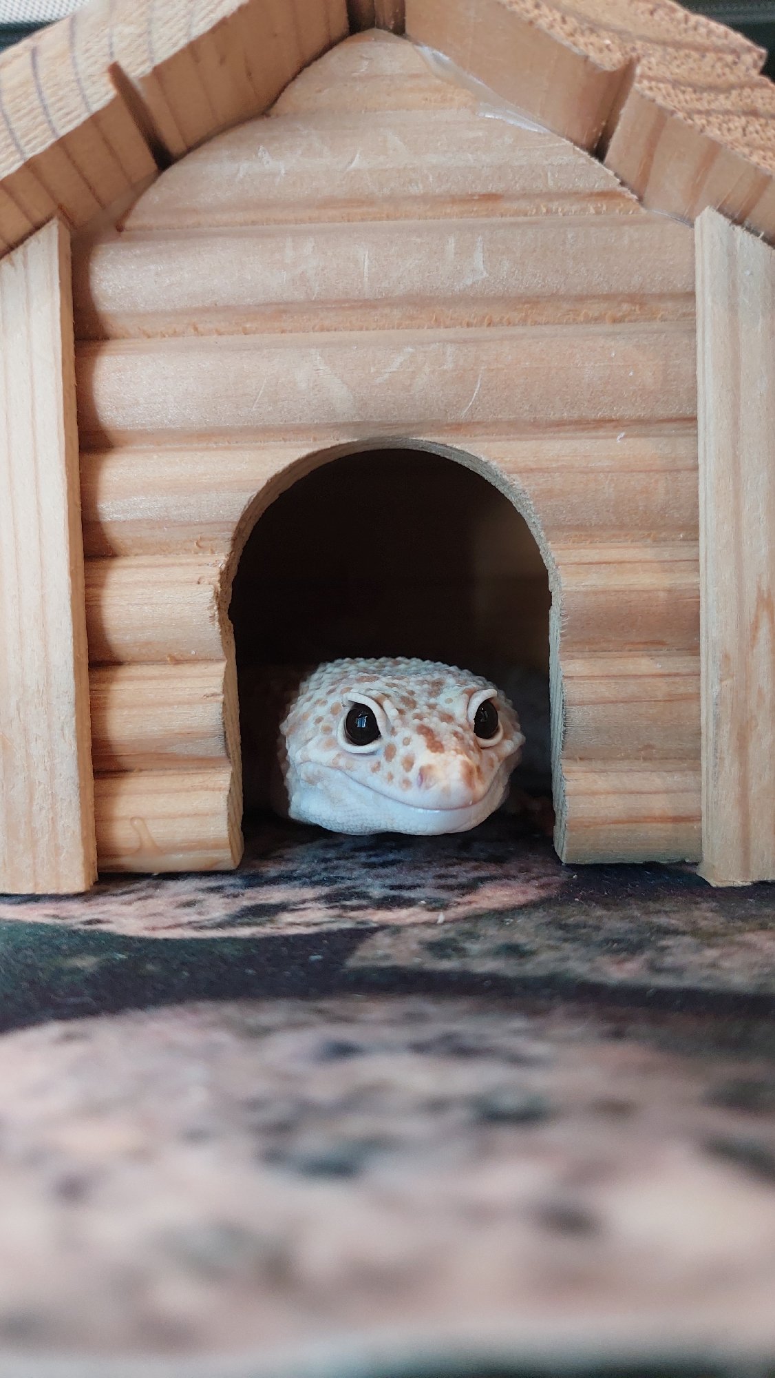 Leopard gecko photographed from multiple angles in its enclosure