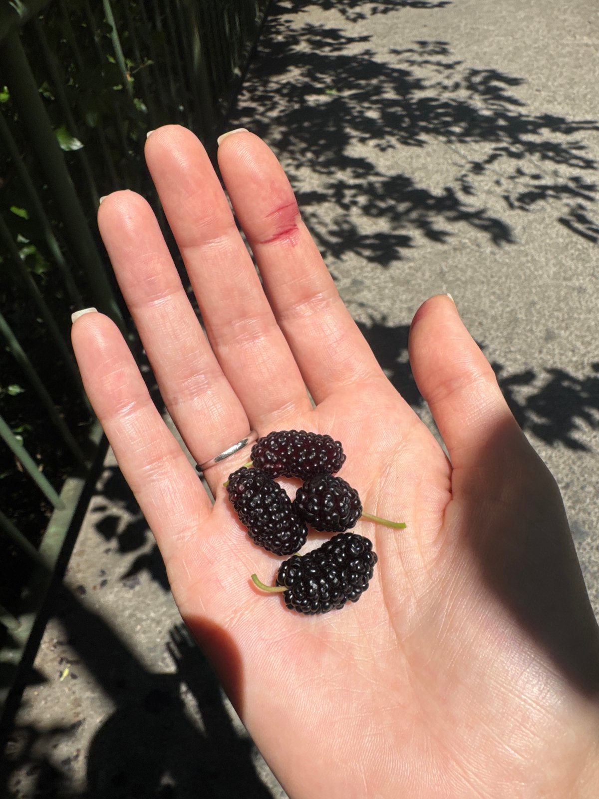 Fresh mulberries collected in Podgorica