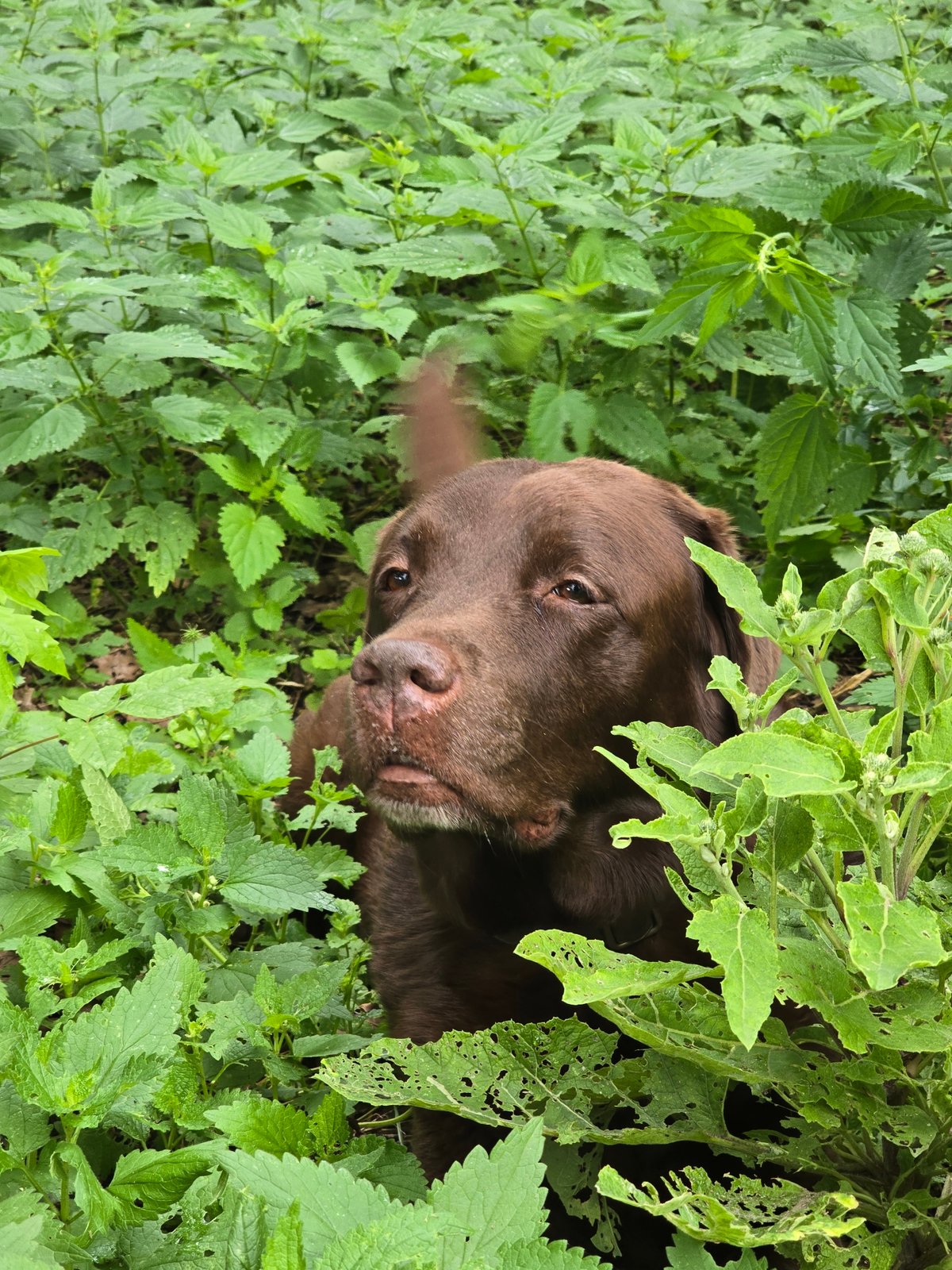 Chocolate lab peers out from a dense nettle patch