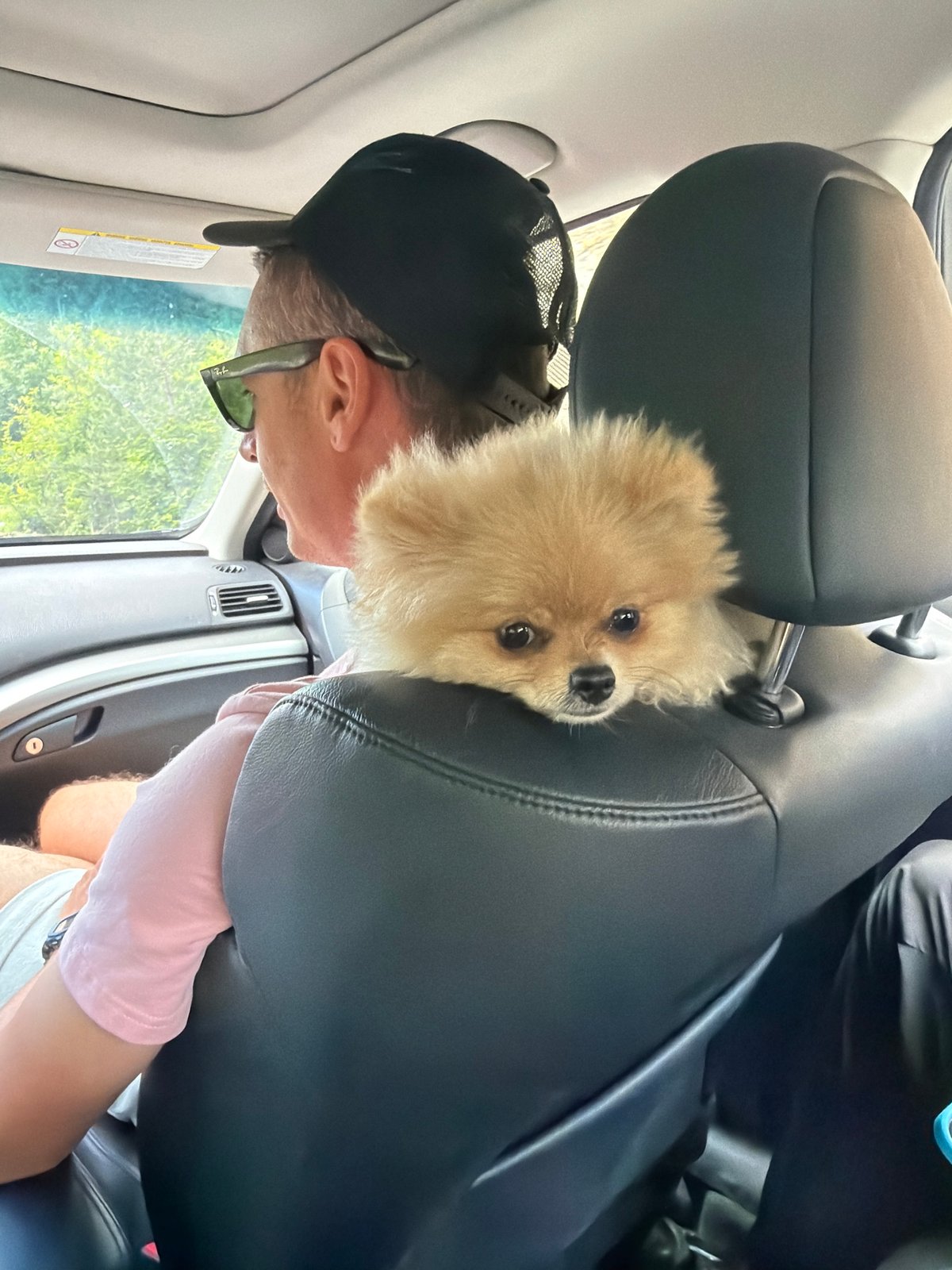 Pomeranian dog spotted resting in car in Bulgarian village