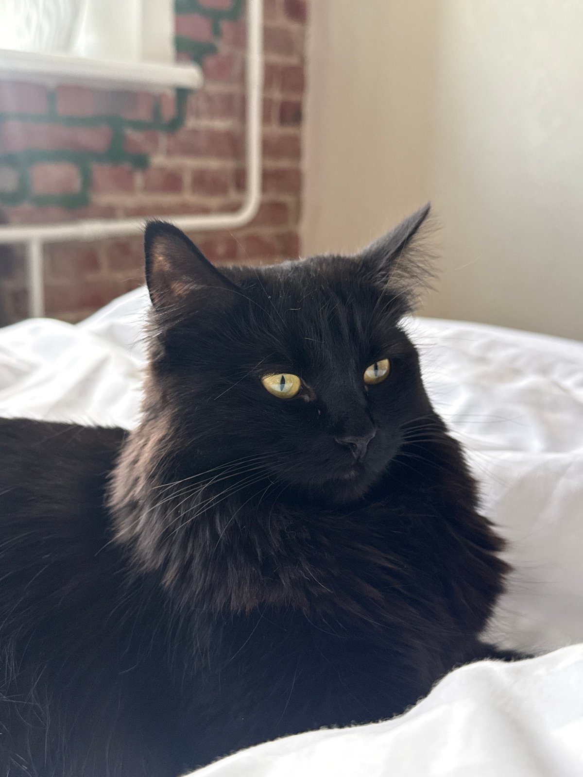 Black cat photographed in close-up shots in Rostov-on-Don