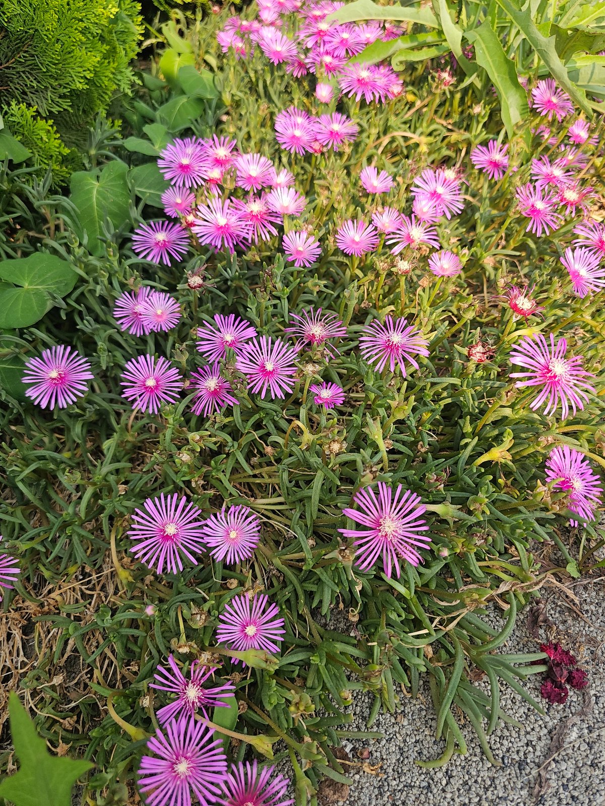 Roadside flowers in bloom across Hwaseong-si