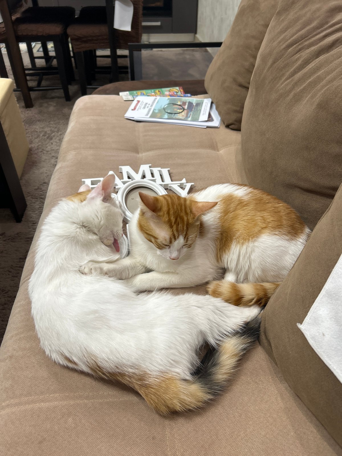 Two cats rest together on couch in Dupnitsa