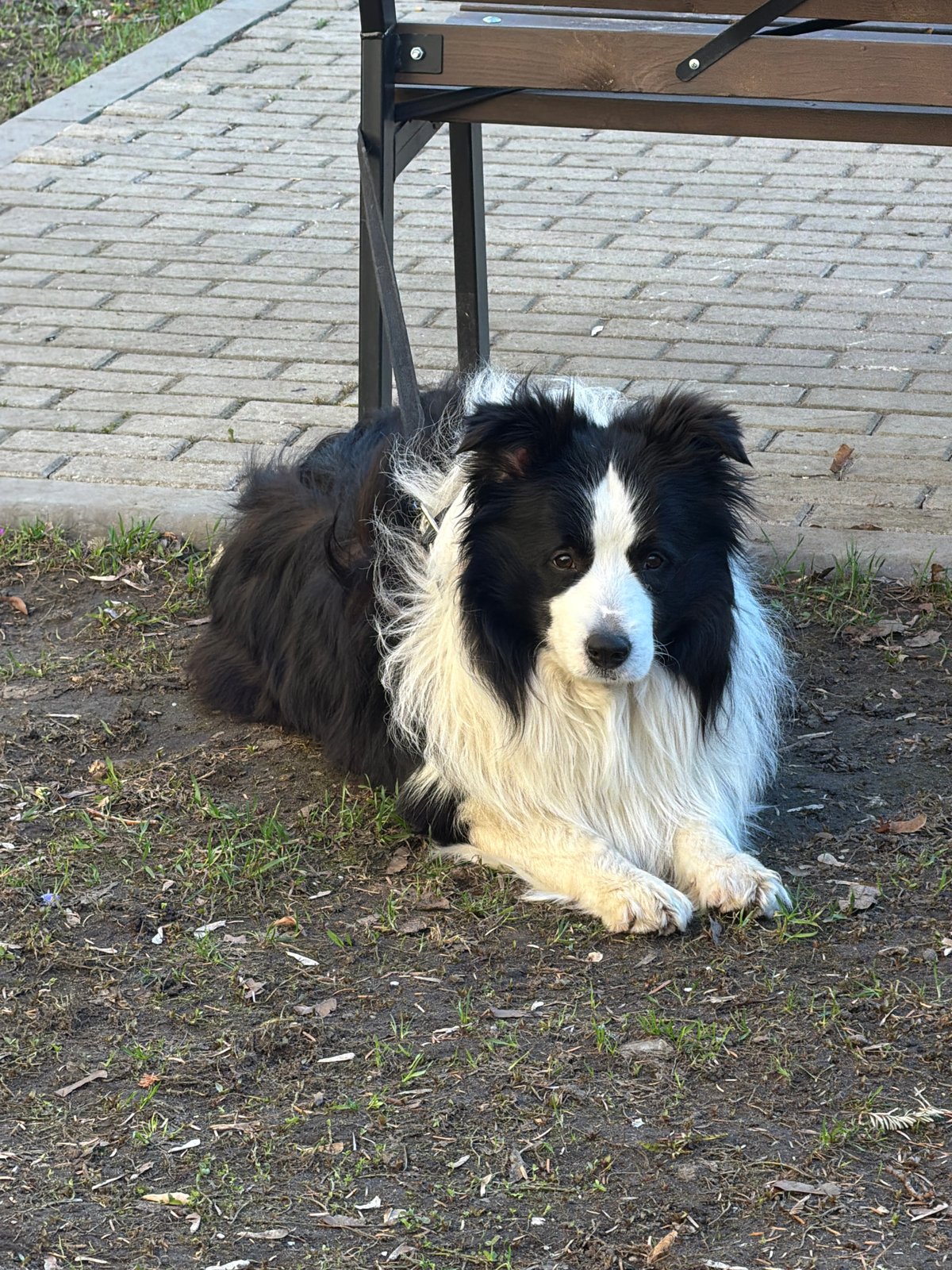 Dog rests in Moscow park near walkway bench